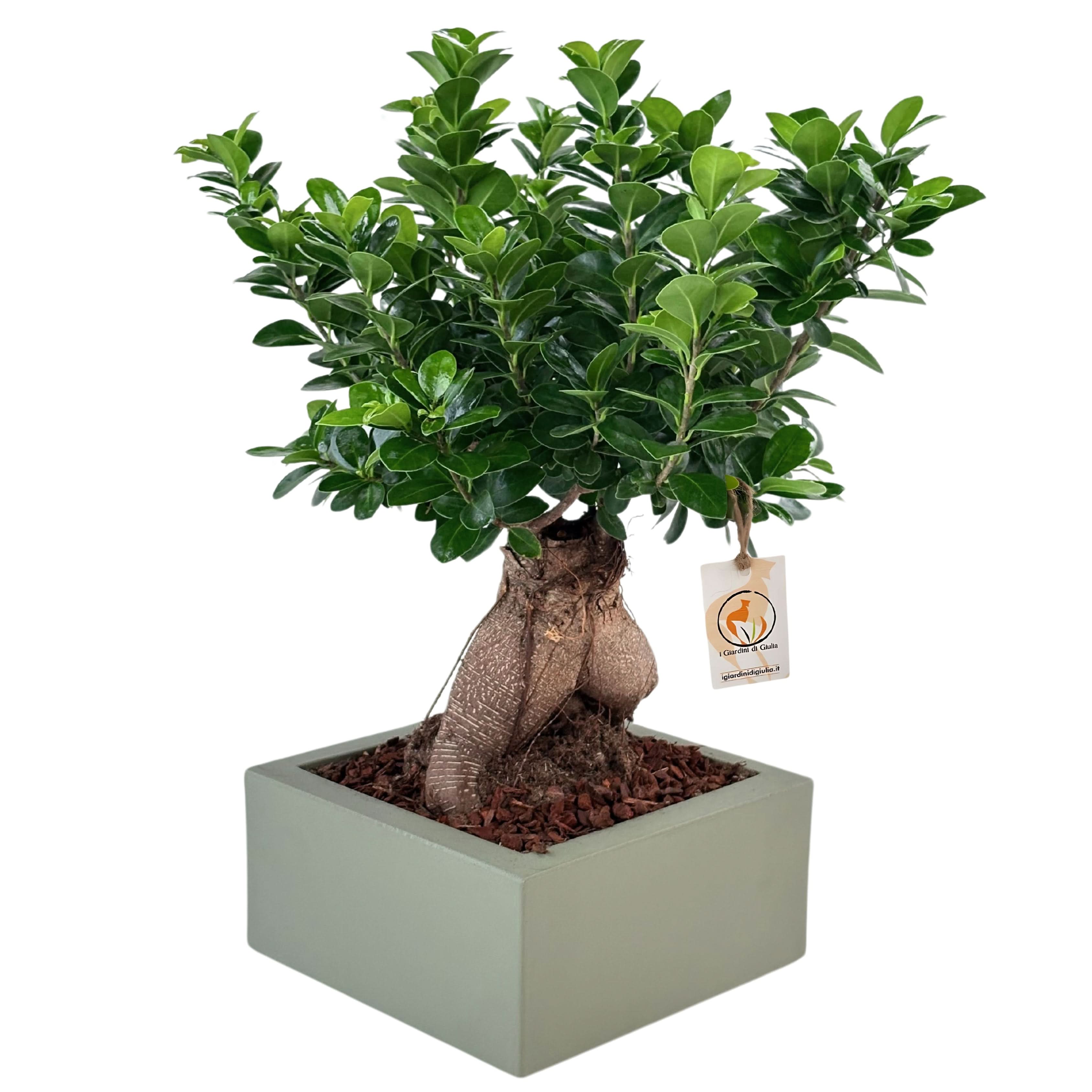 Bonsai ficus ginseng Vaso a Riserva D'acqua Minos