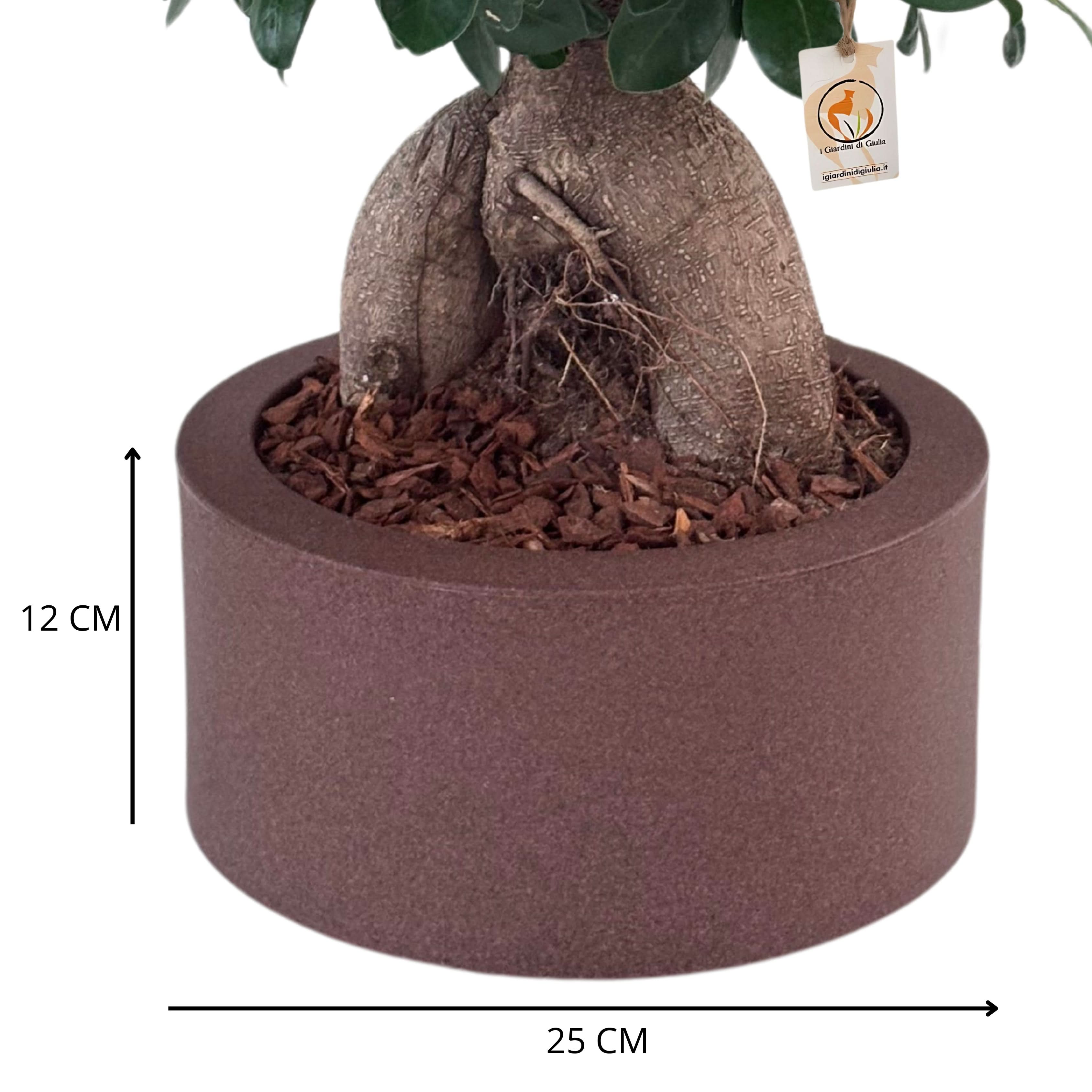 Bonsai ficus ginseng in vaso a Riserva  Echo