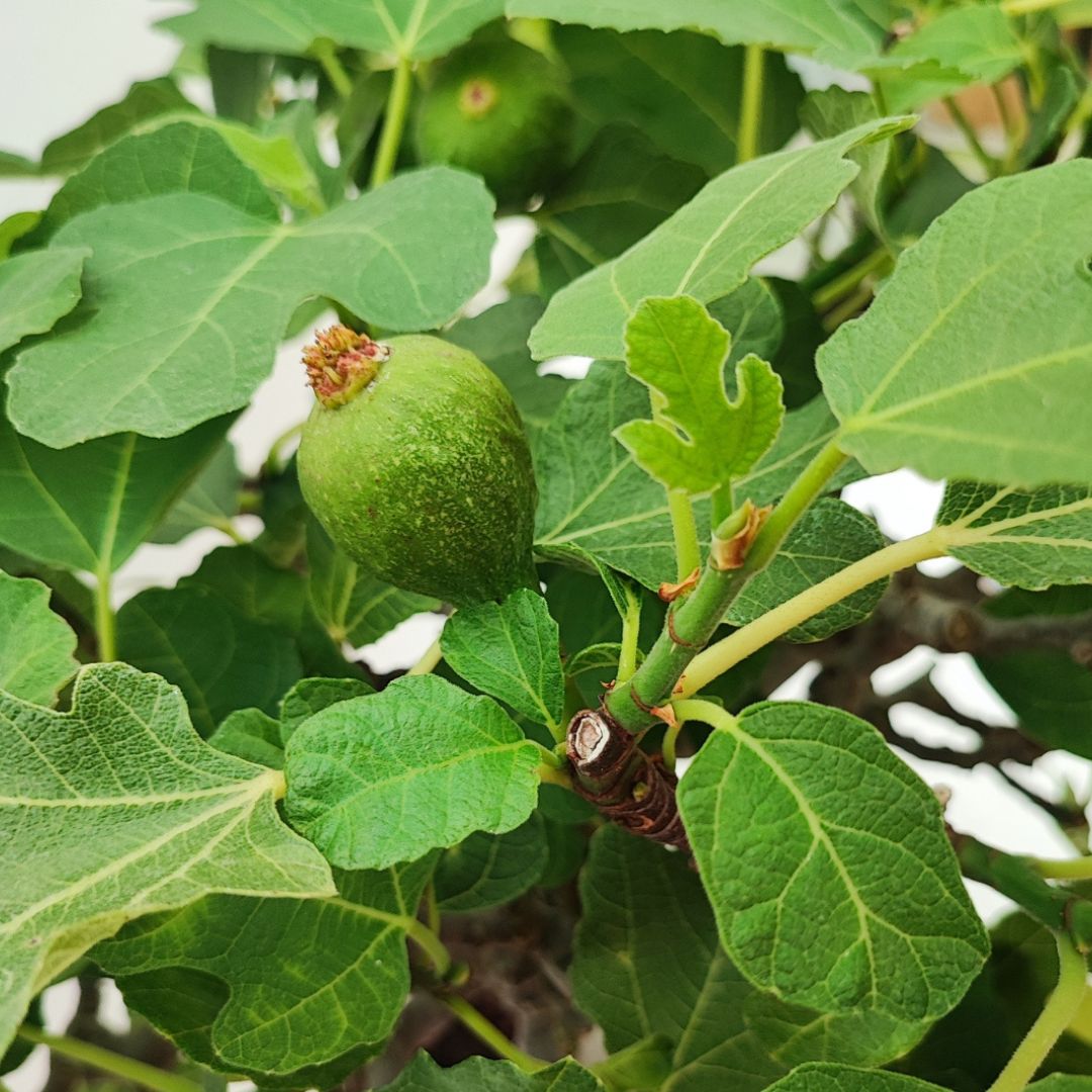 Bonsai Ficus Carica (Fico) 22 Anni - Collezione Premium