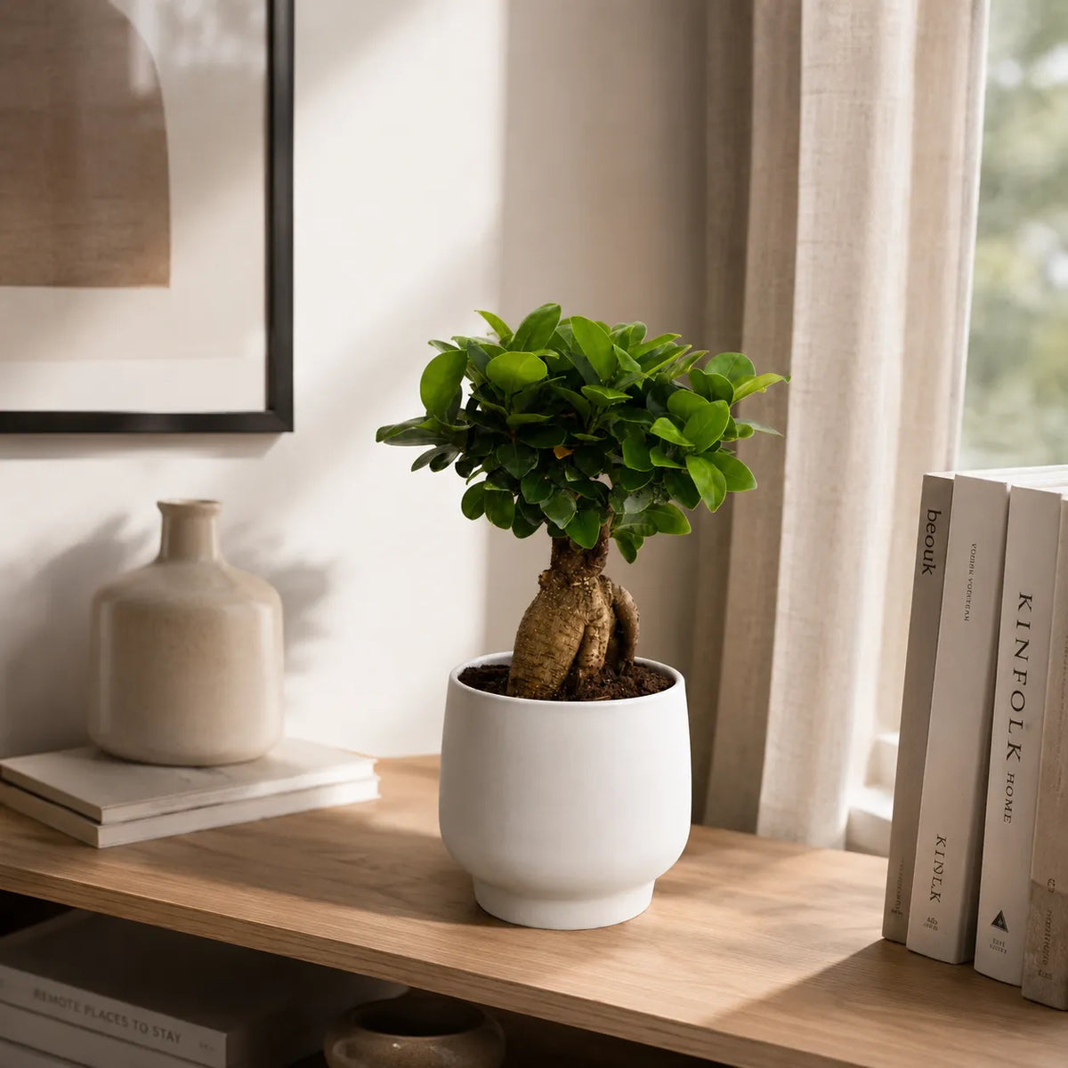 Bonsai ficus ginseng in vaso ceramica Sweet D.15 H.33 cm
