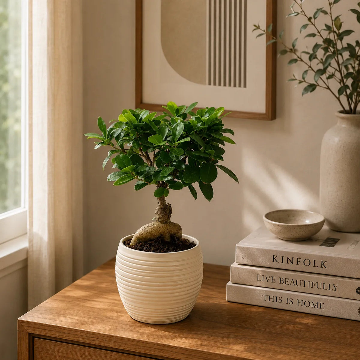 Bonsai ficus ginseng in vaso ceramica Sally D.13 H.33 cm