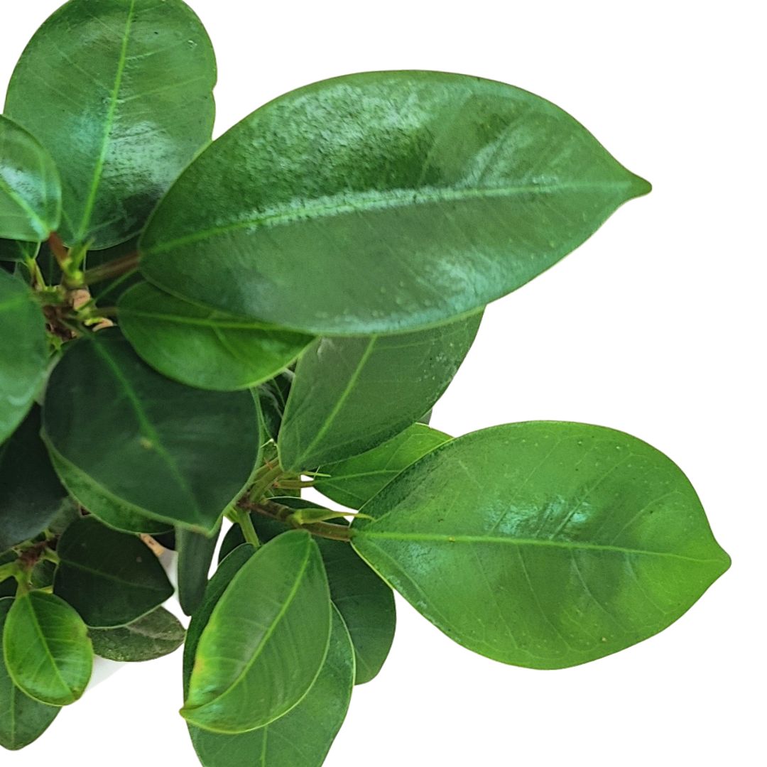 Bonsai ficus ginseng in vaso ceramica bianco