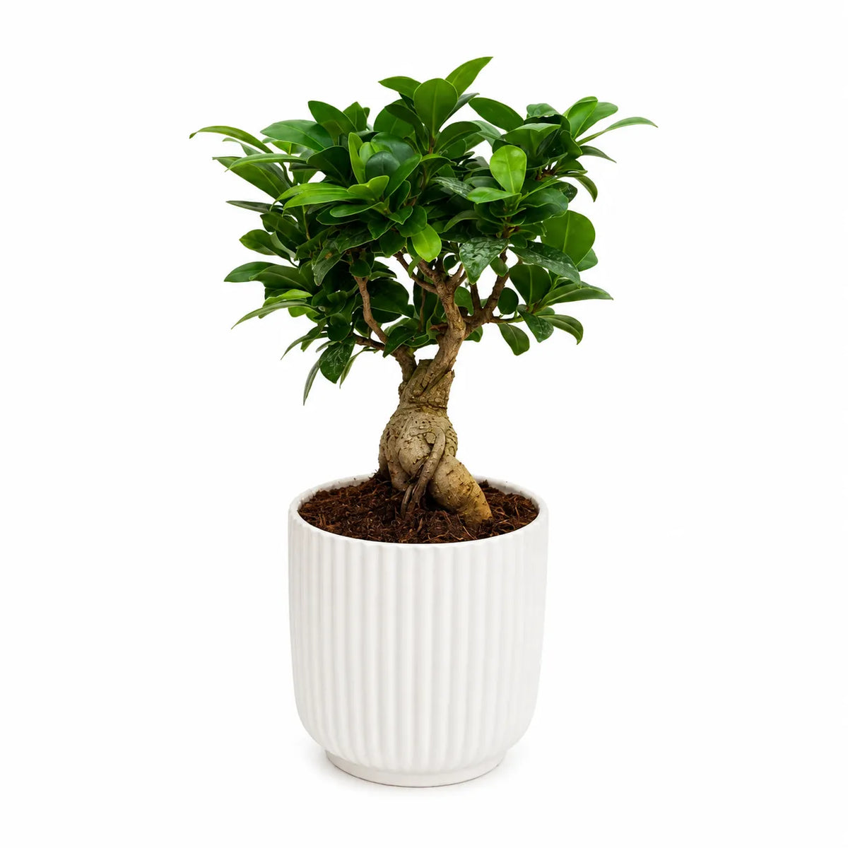 Bonsai ficus ginseng in vaso ceramica Pitti D.12 H.30 cm