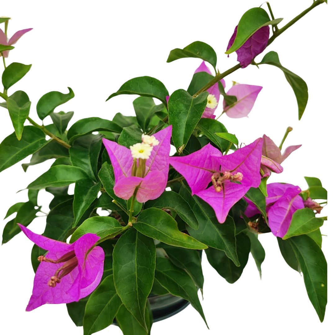 Bonsai Bouganvillea Glabra 9 Anni - Collezione Premium