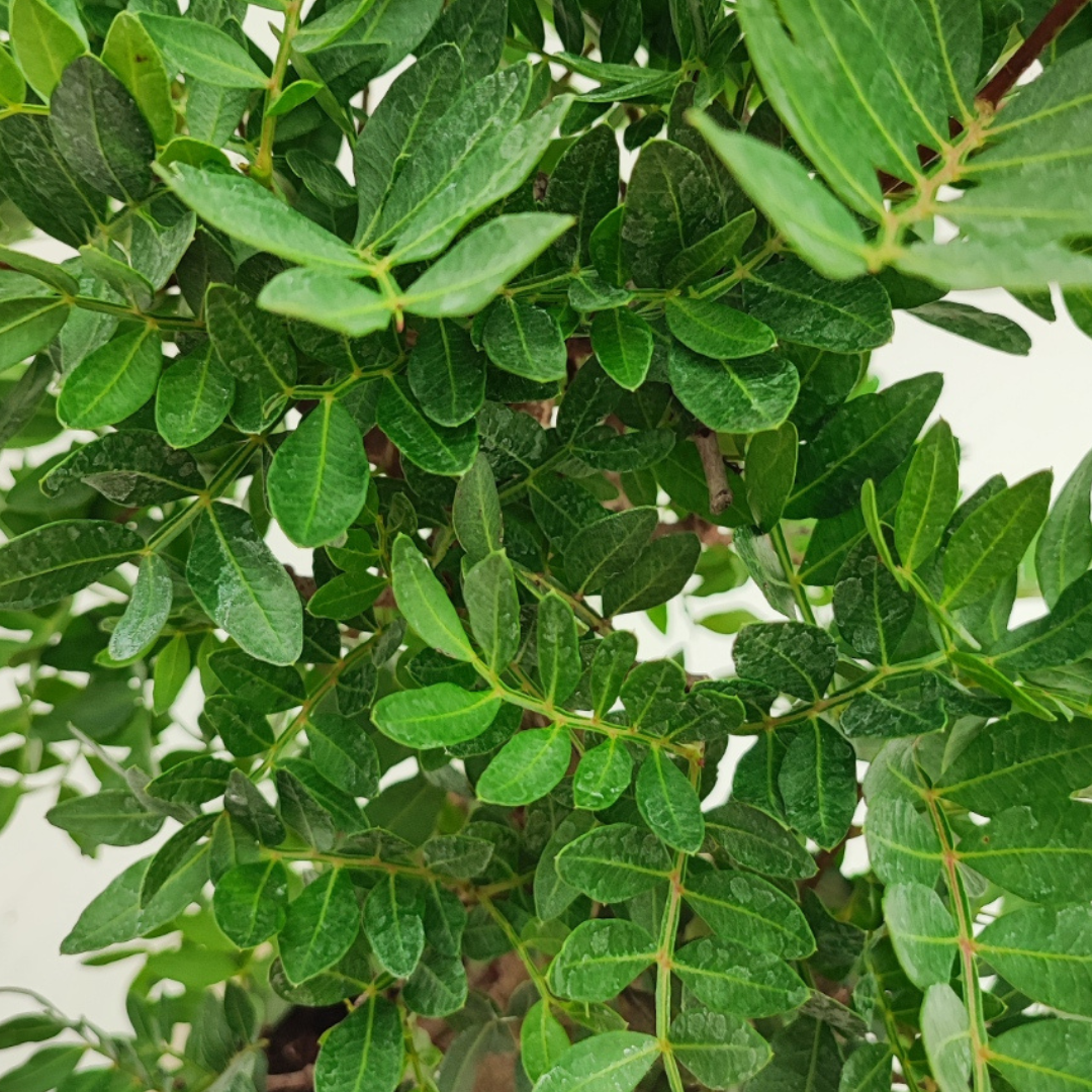 Bonsai Pistacia Lentiscus 12 Anni - Collezione Premium