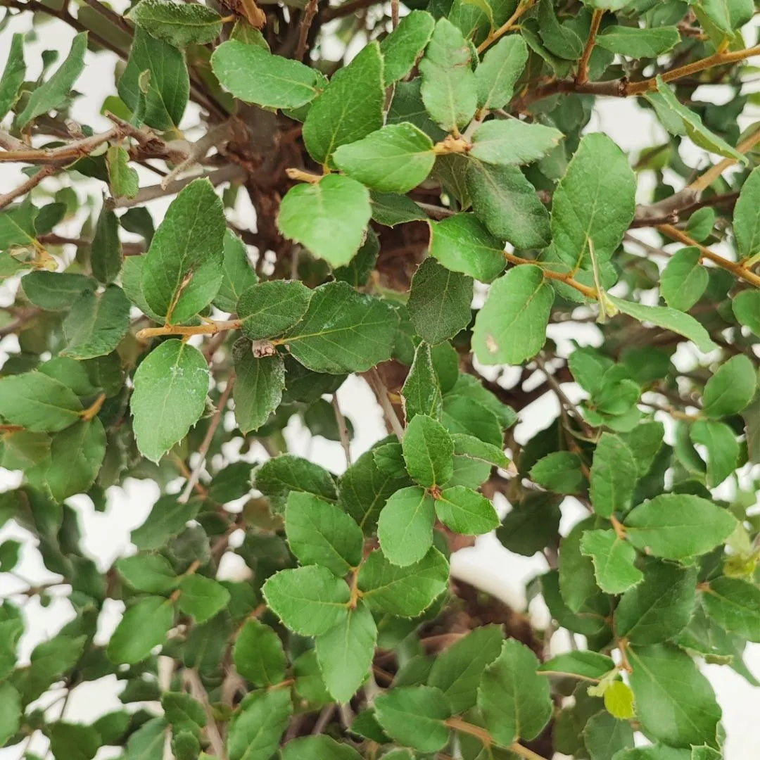 Bonsai Quercus Suber (Sughero) 20 Anni - Collezione Premium