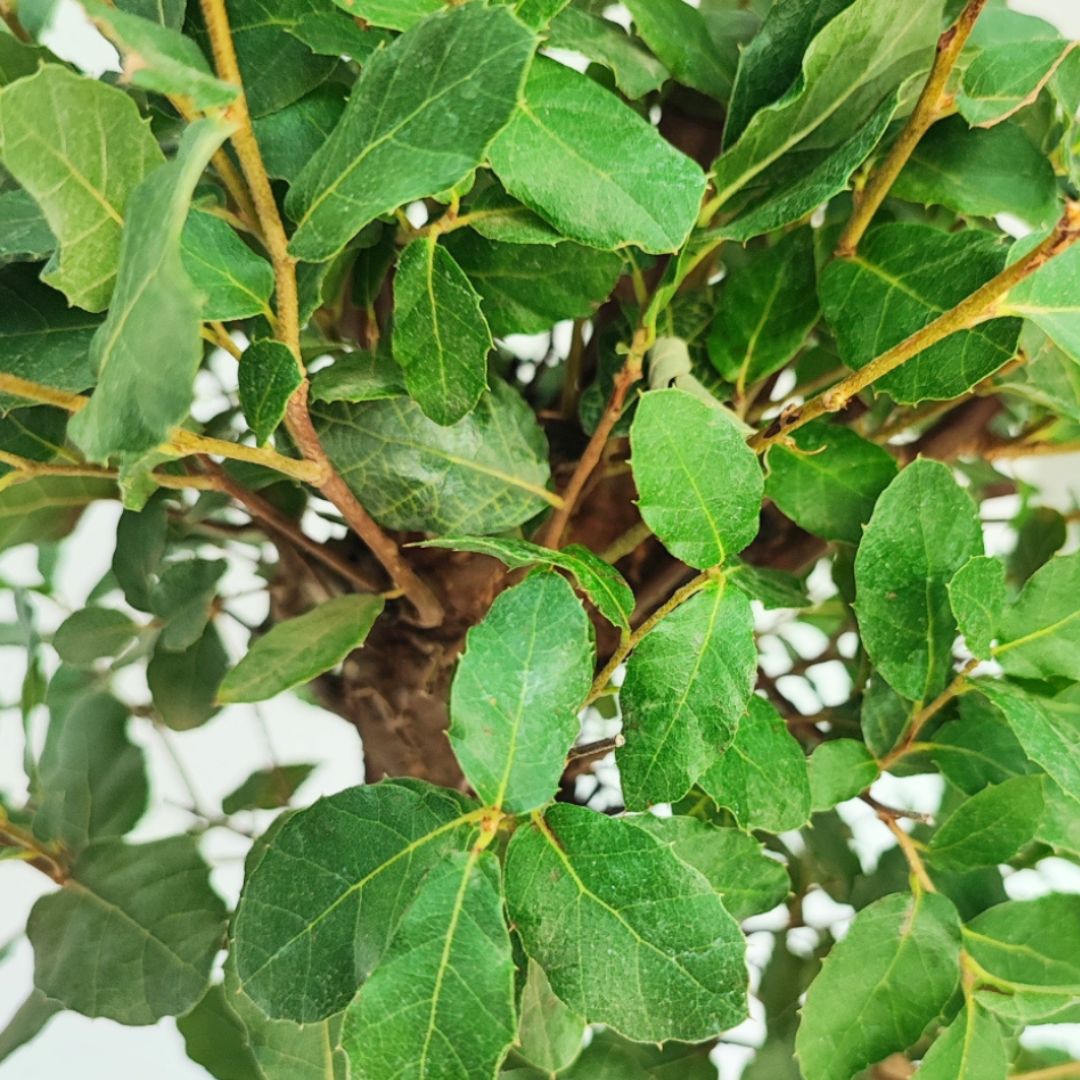 Bonsai Quercus Suber (Sughero) 10 Anni - Collezione Premium