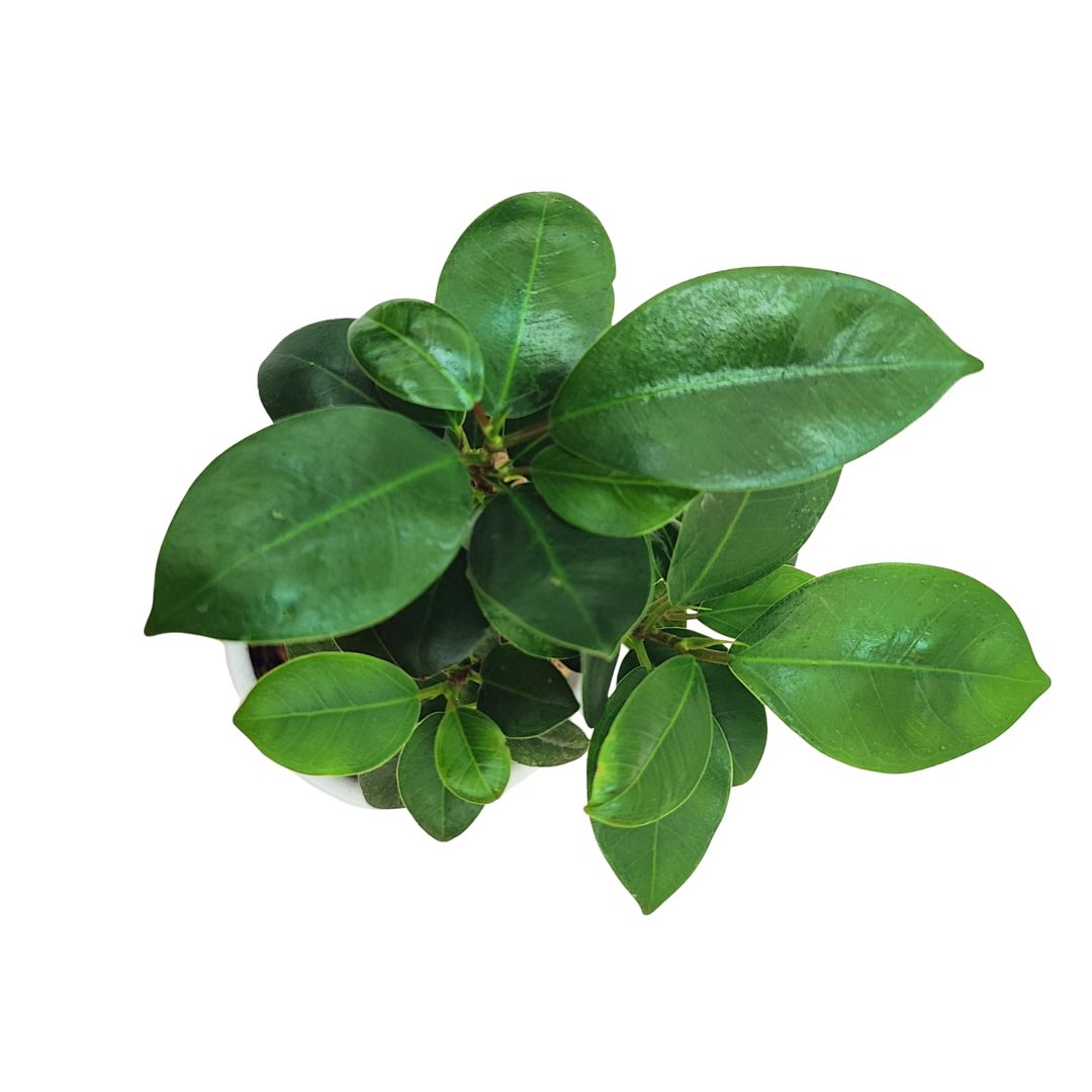 Bonsai ficus ginseng in vaso ceramica bianco