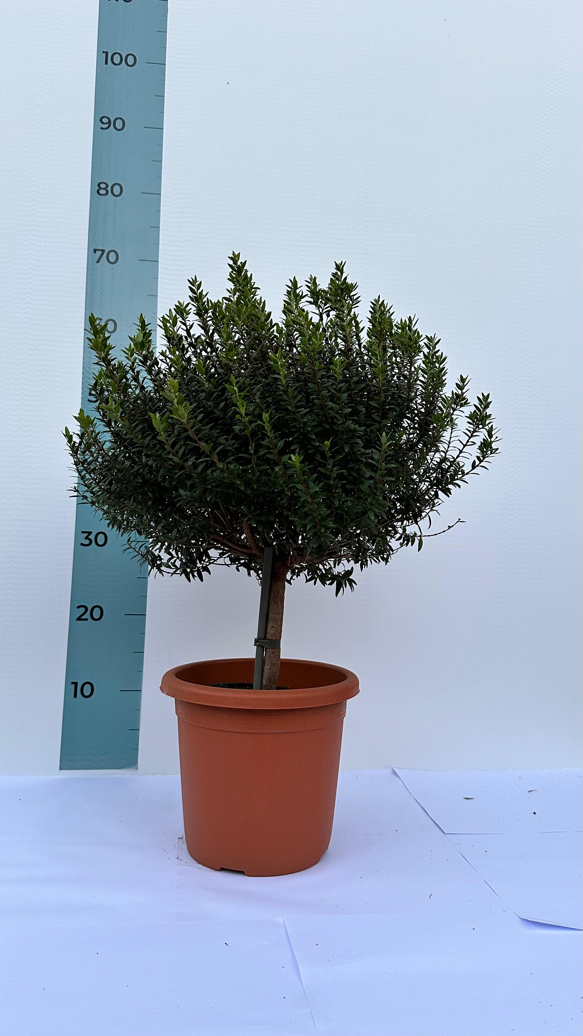 Piantina Alberello di Mirto - Myrtus Microphylla CERTIFICATA