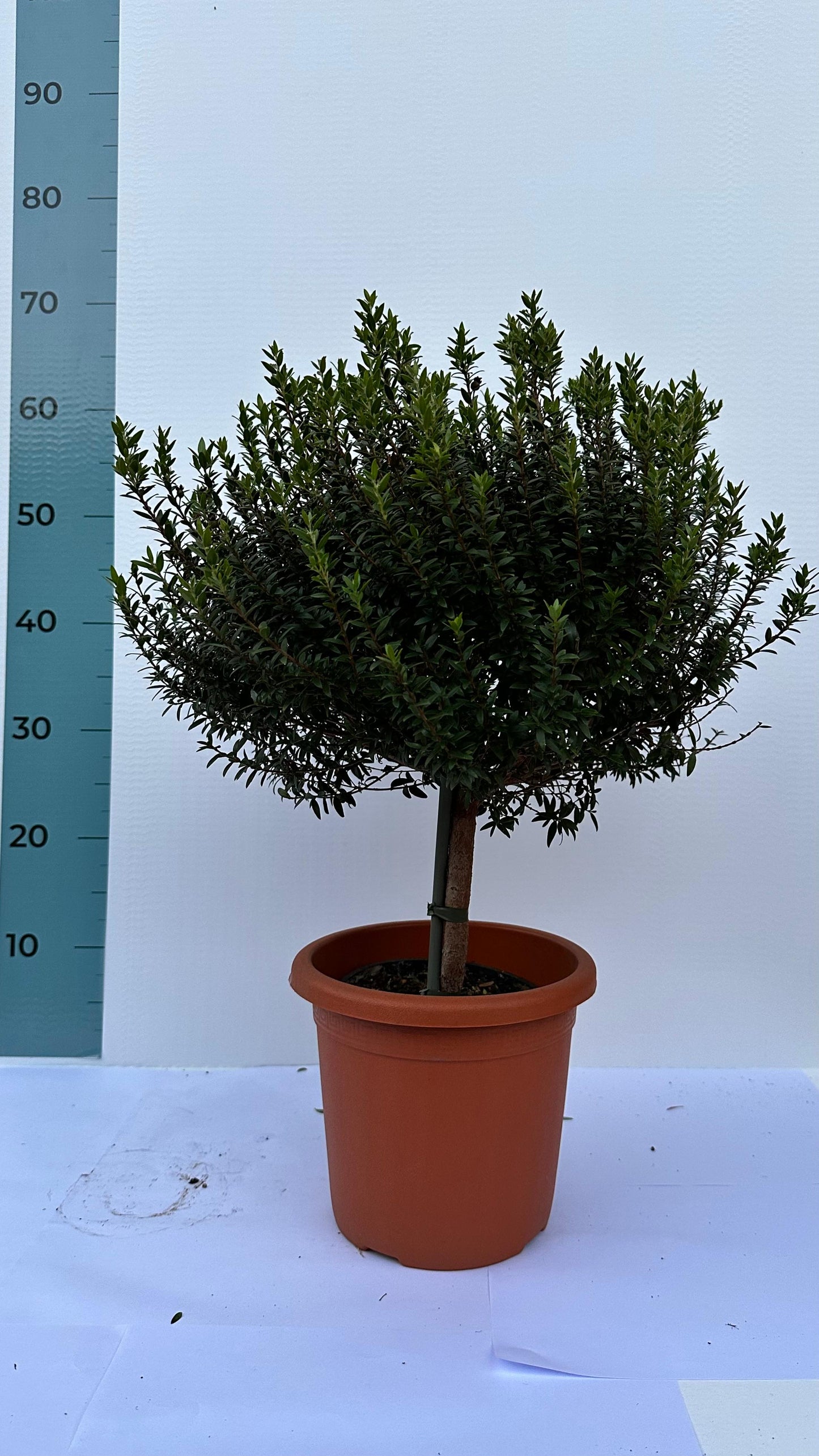 Piantina Alberello di Mirto - Myrtus Microphylla CERTIFICATA