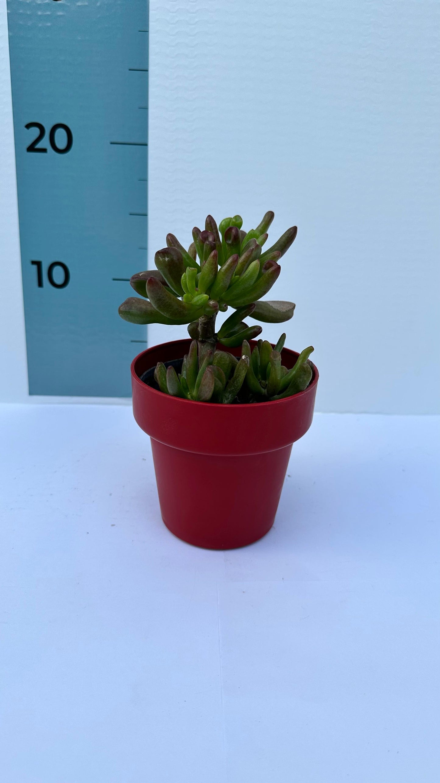 Piantina di Crassula Hobbit