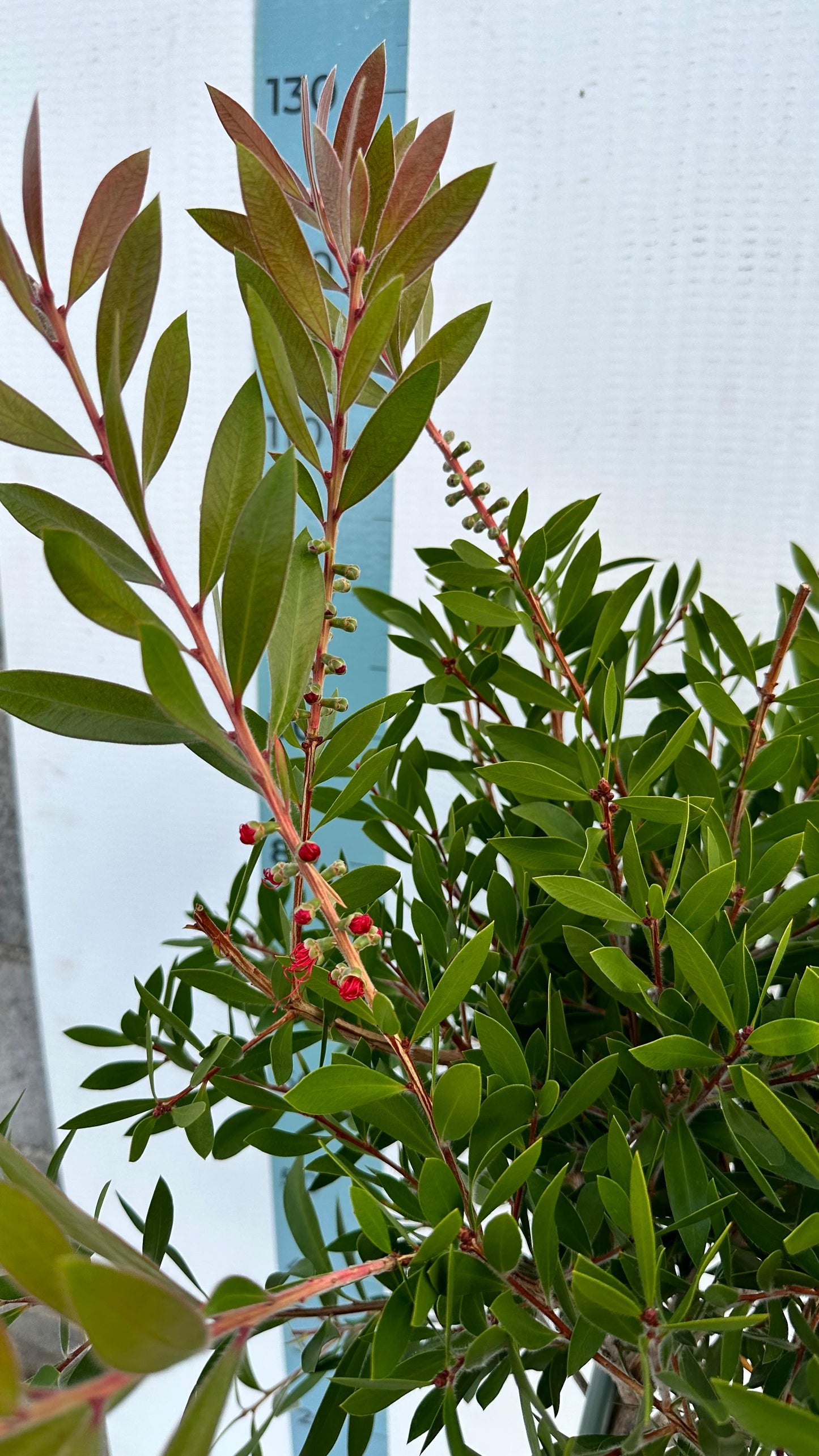 Pianta di Callistemon Citrinus Splendens