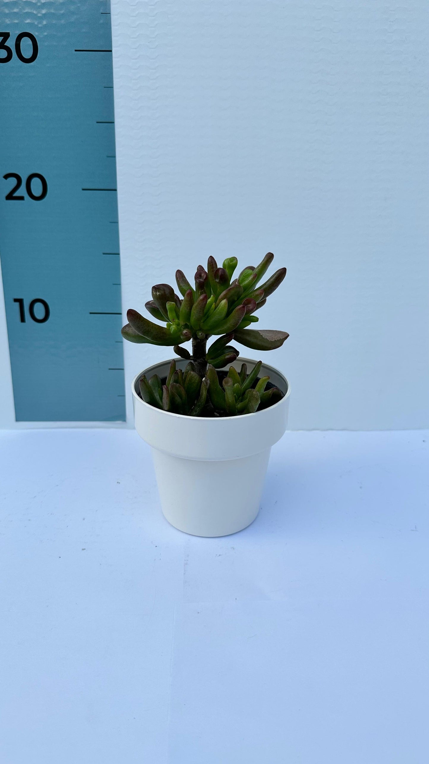 Piantina di Crassula Hobbit