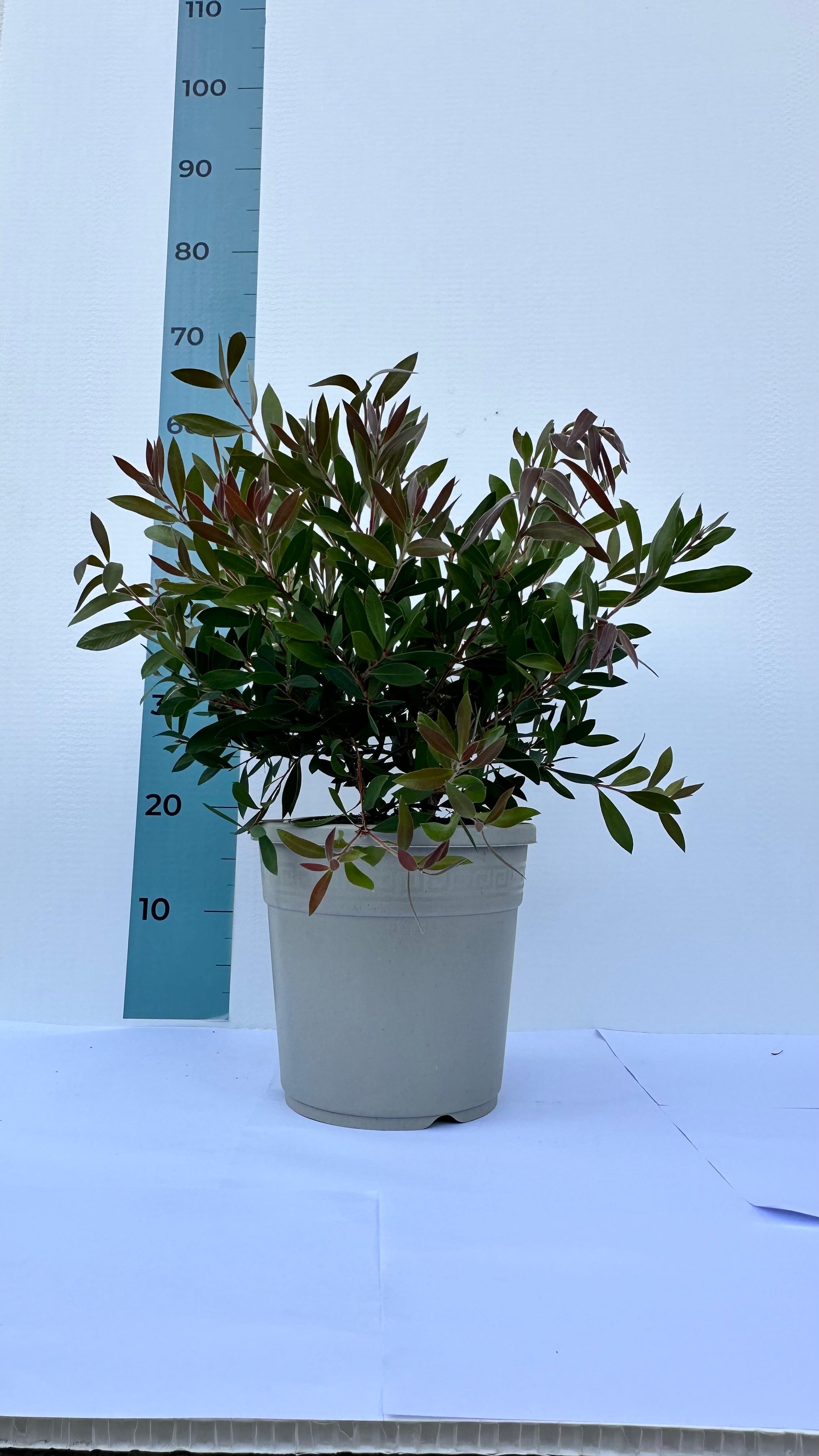 Pianta di Callistemon Citrinus Splendens