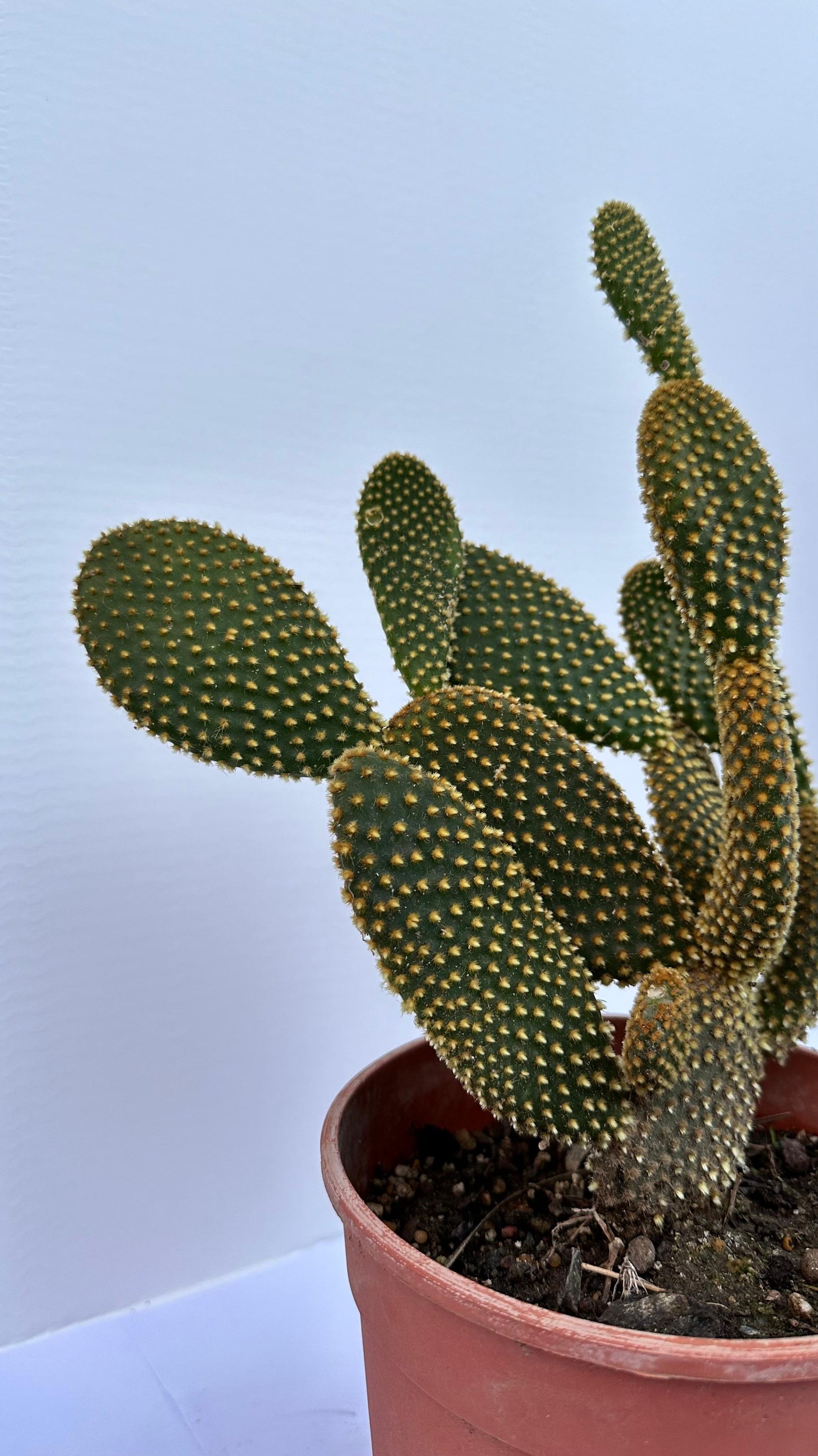 Fico d'India microvilloso Pianta Grassa Opuntia microdasys (Lehm.) Pfeiff.