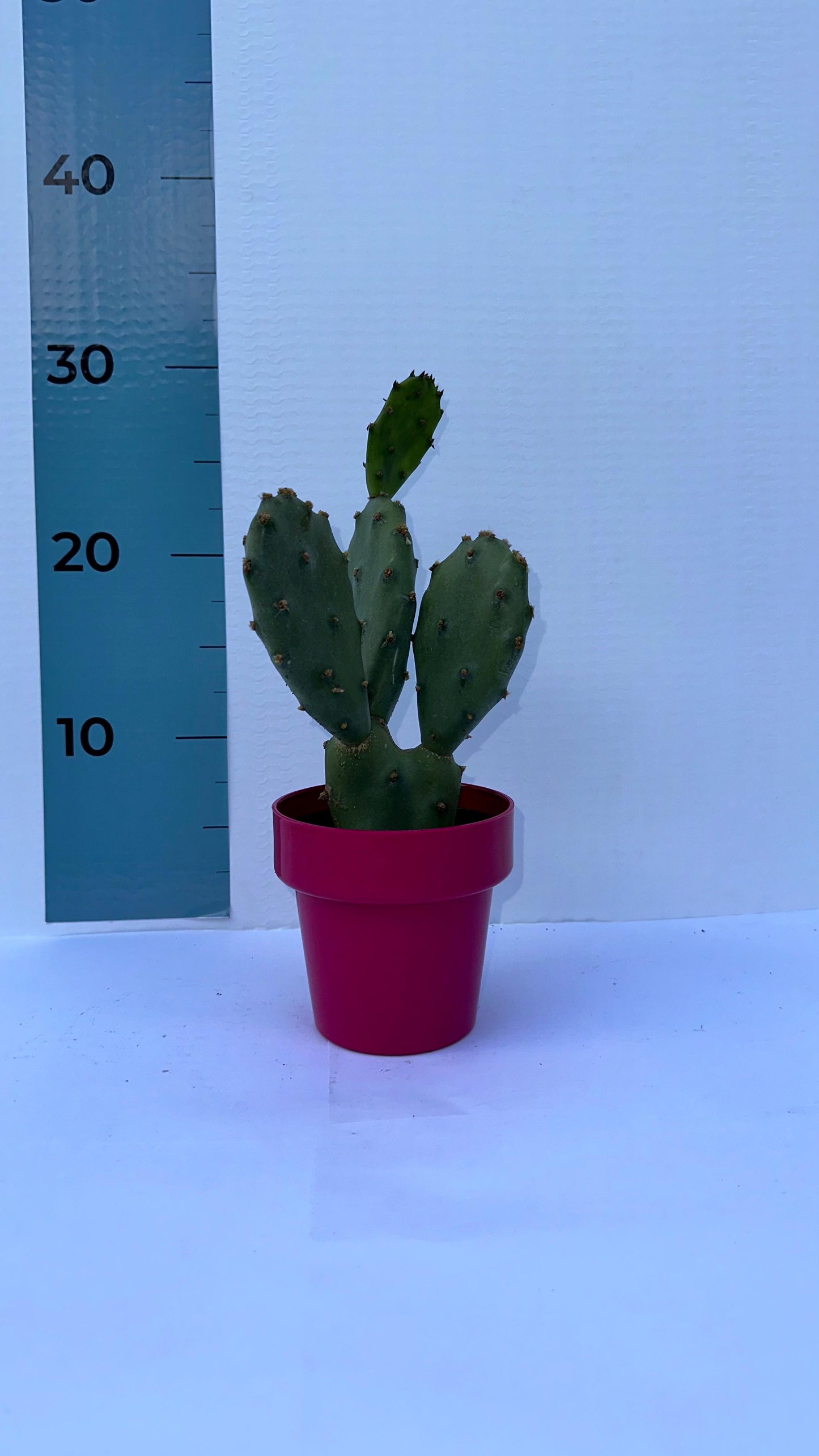 Piantina di Opuntia Vulgaris CERTIFICATA