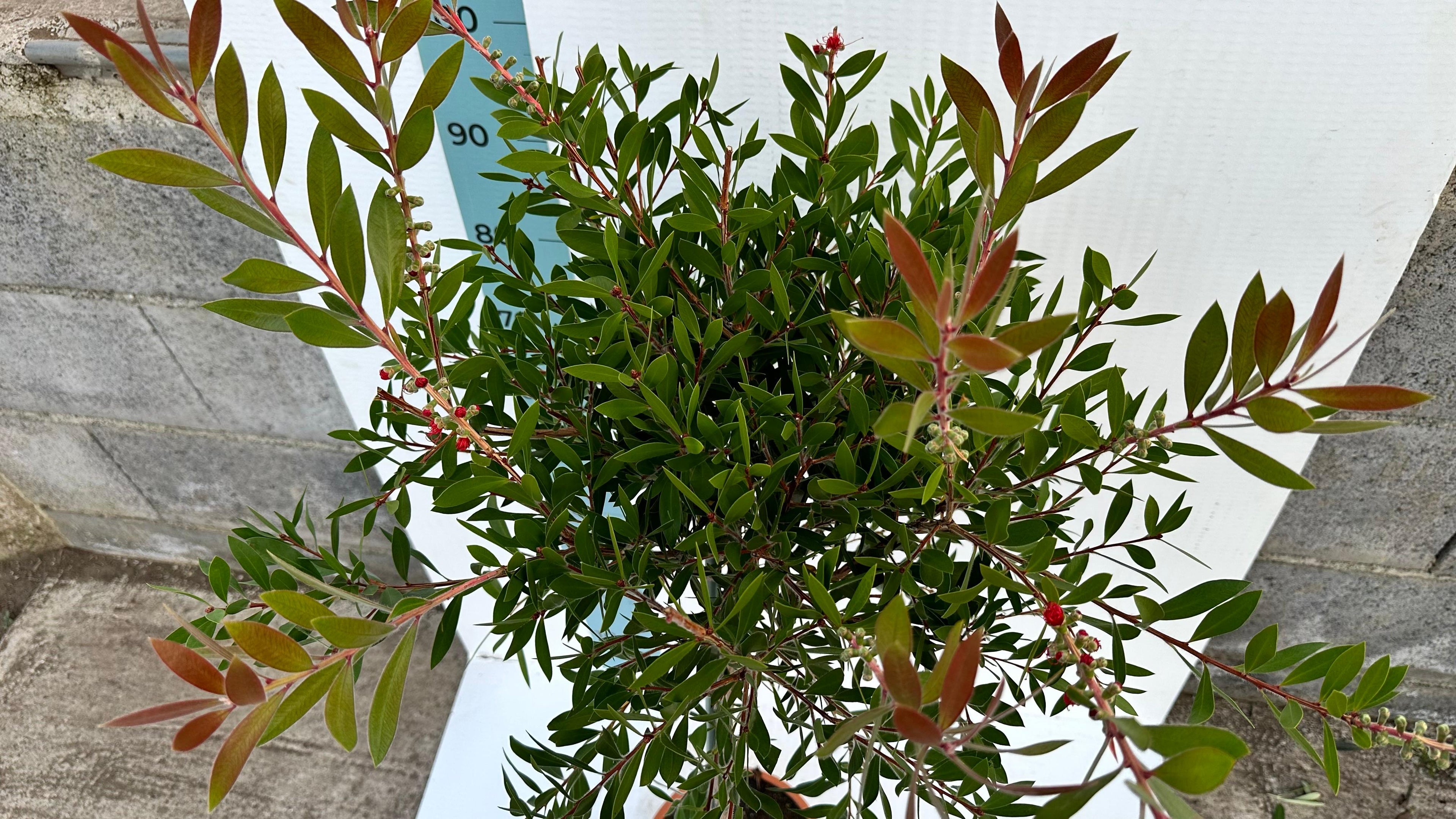 Pianta di Callistemon Citrinus Splendens