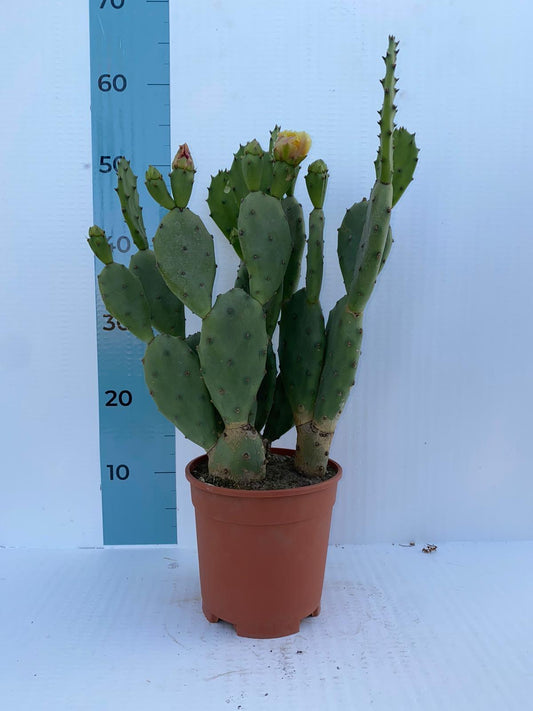 Piantina di Opuntia Vulgaris CERTIFICATA