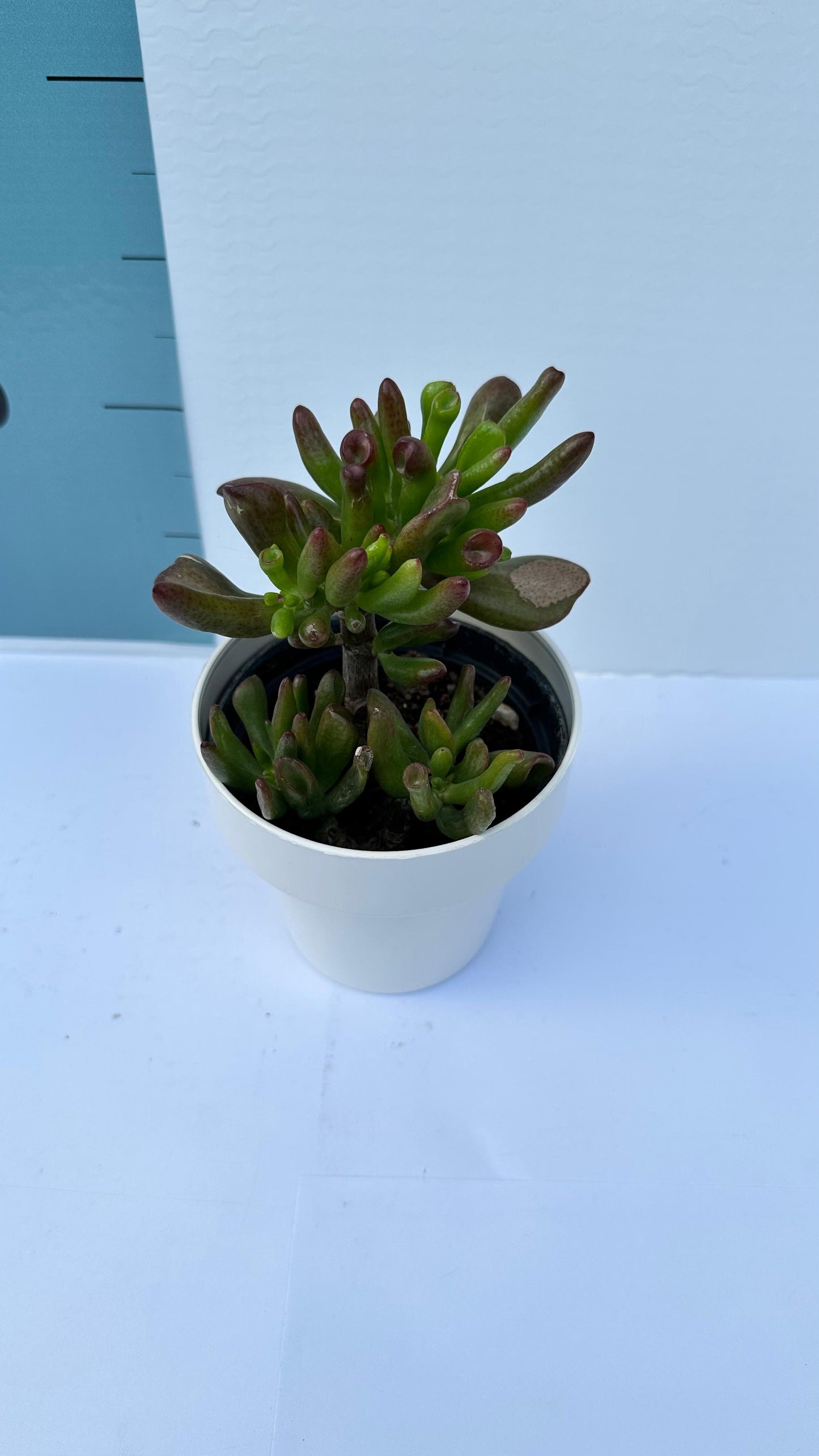 Piantina di Crassula Hobbit