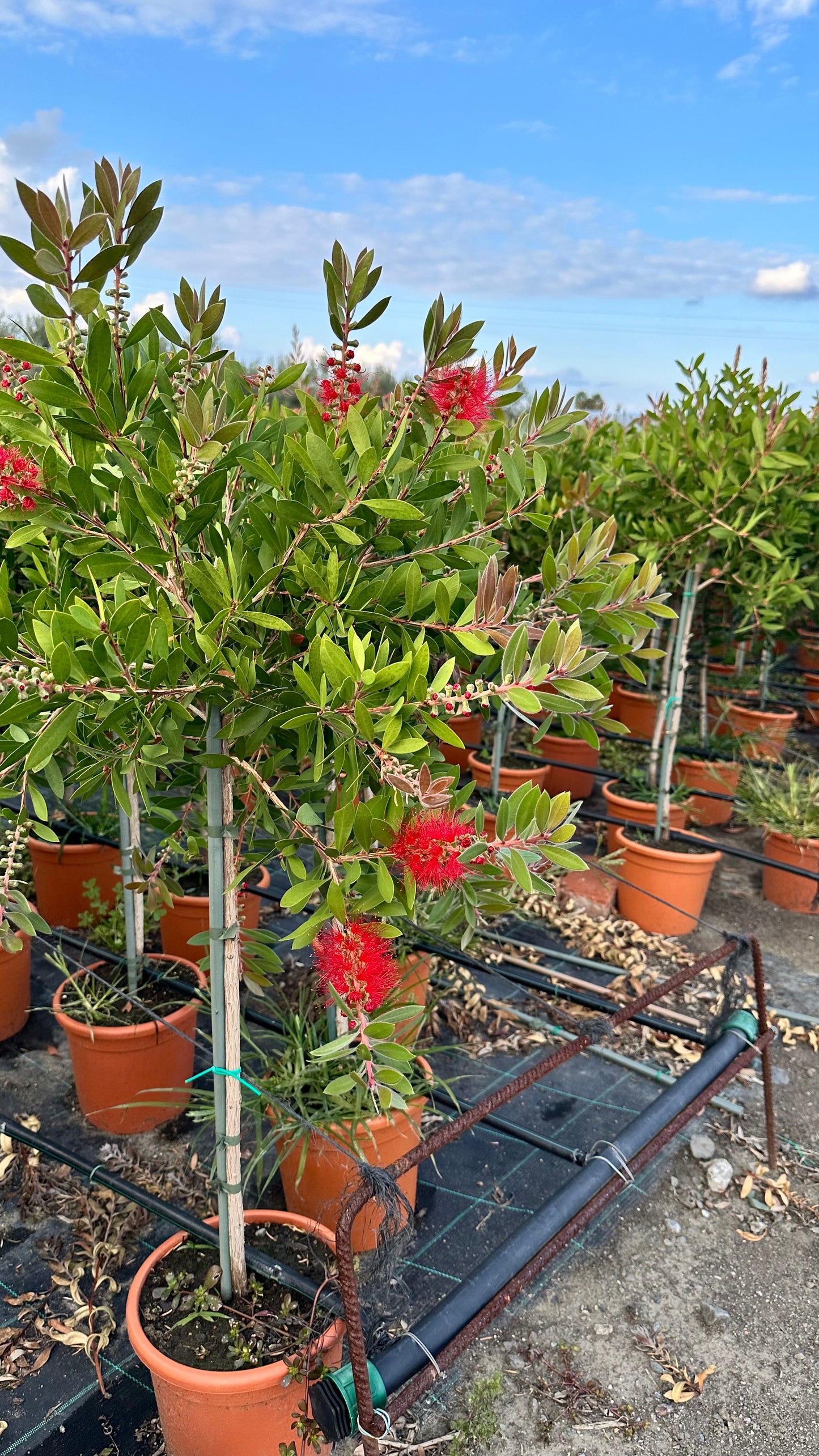 Pianta di Callistemon Citrinus Splendens