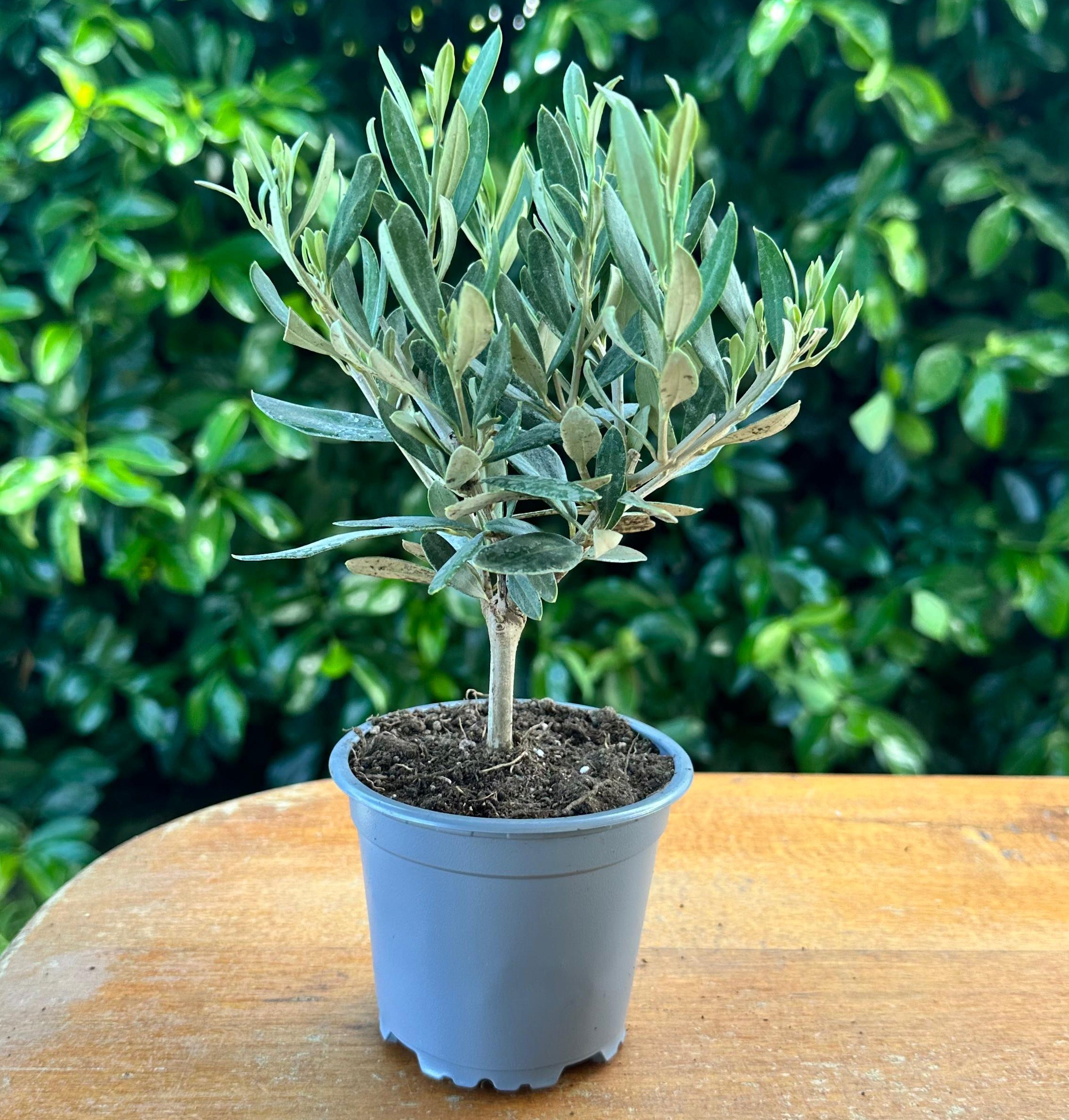 Piantina di Ulivo H20cm v10cm Plastica per bomboniere CERTIFICATA