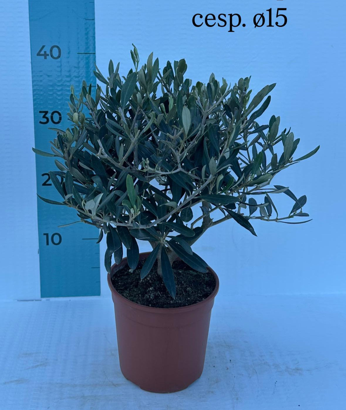 Piantina cespuglio simil-Bonsai di Ulivo - Olea europea cipressino CERTIFICATA