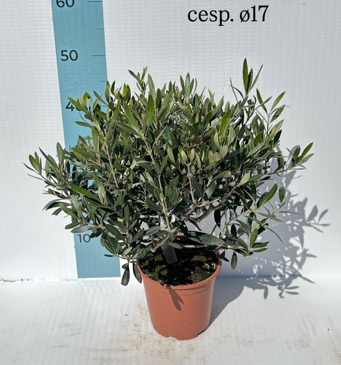 Piantina cespuglio simil-Bonsai di Ulivo - Olea europea cipressino CERTIFICATA