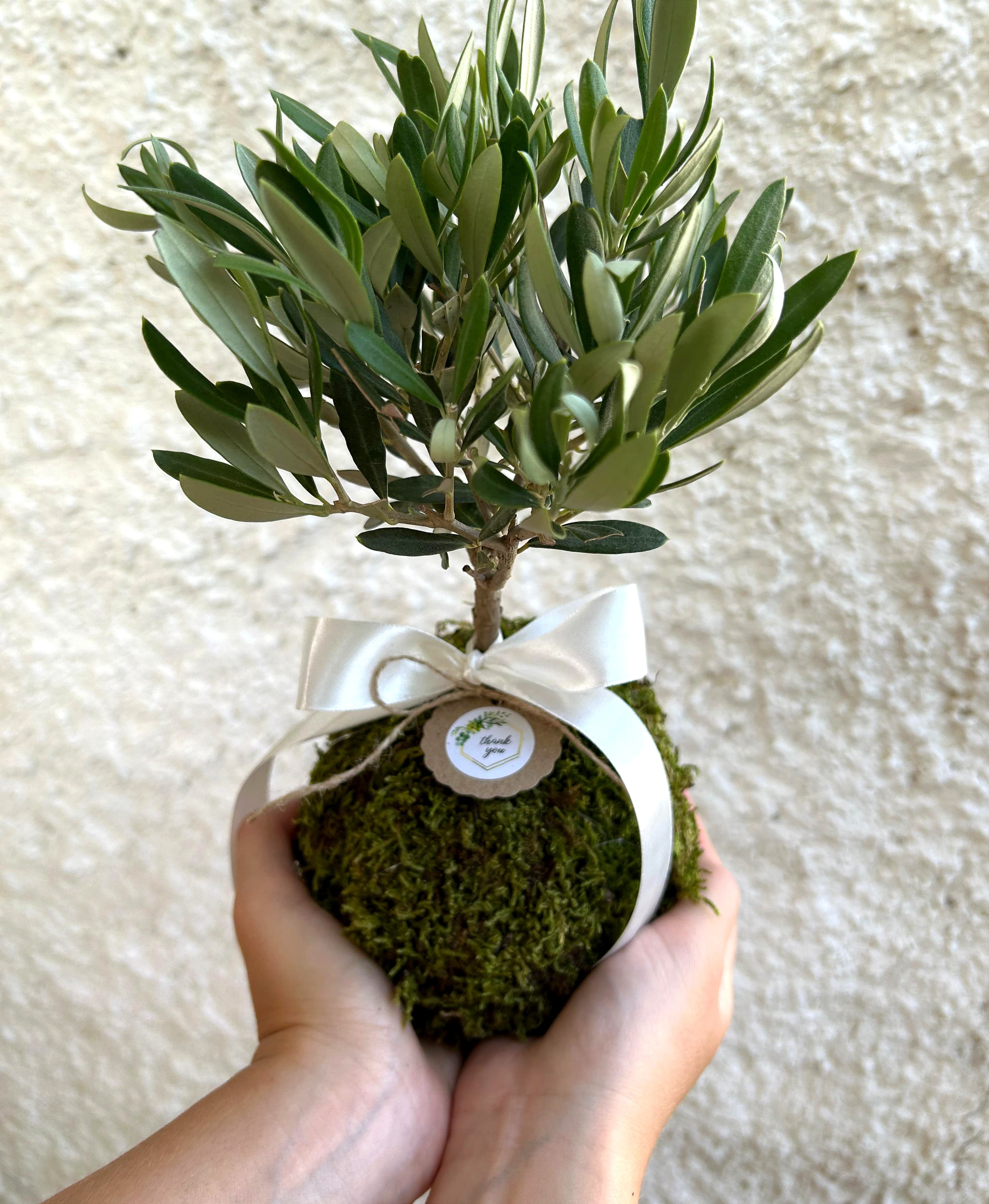 Kokedama di Ulivo - Olea Europea