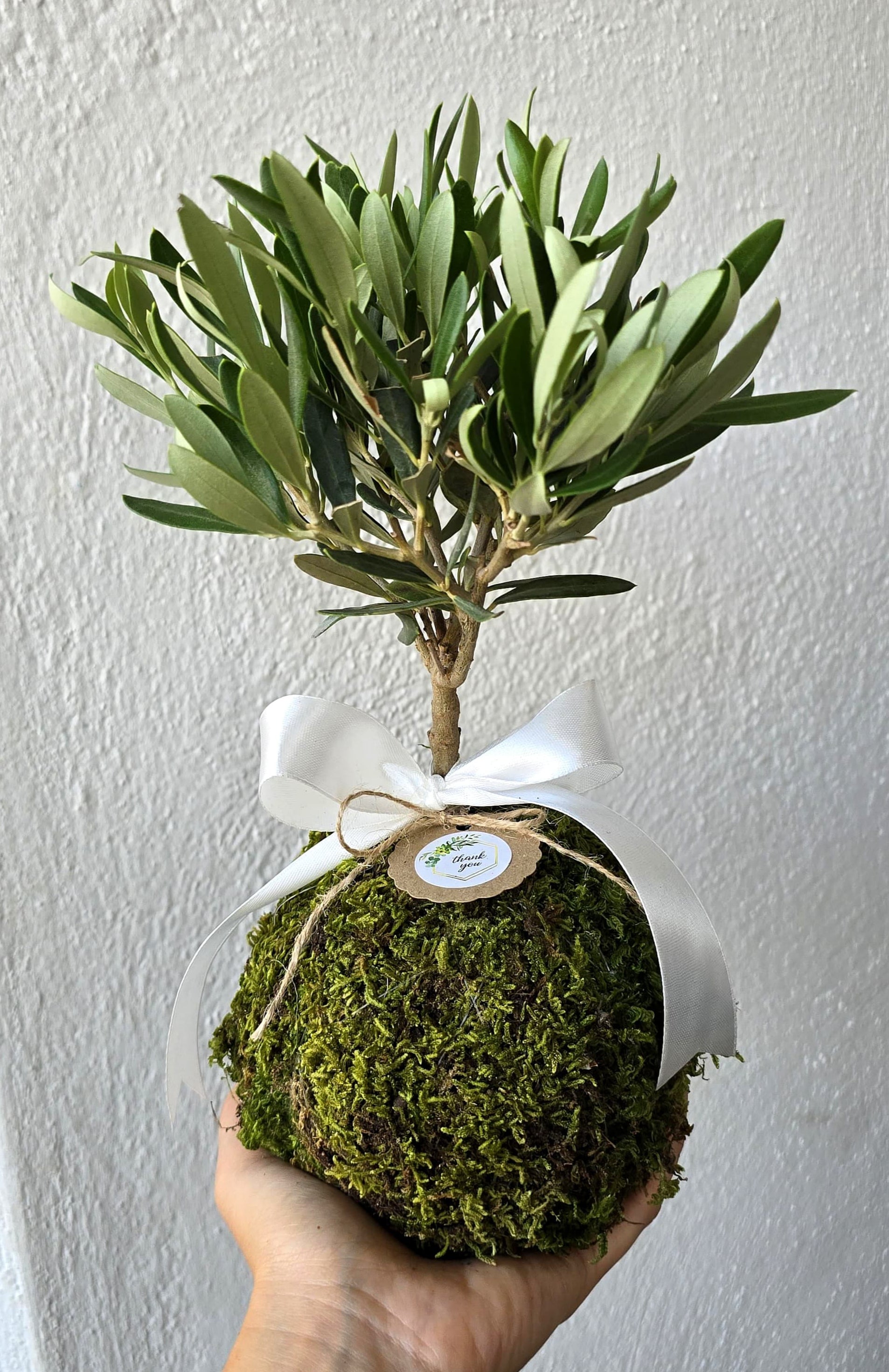 Kokedama di Ulivo - Olea Europea