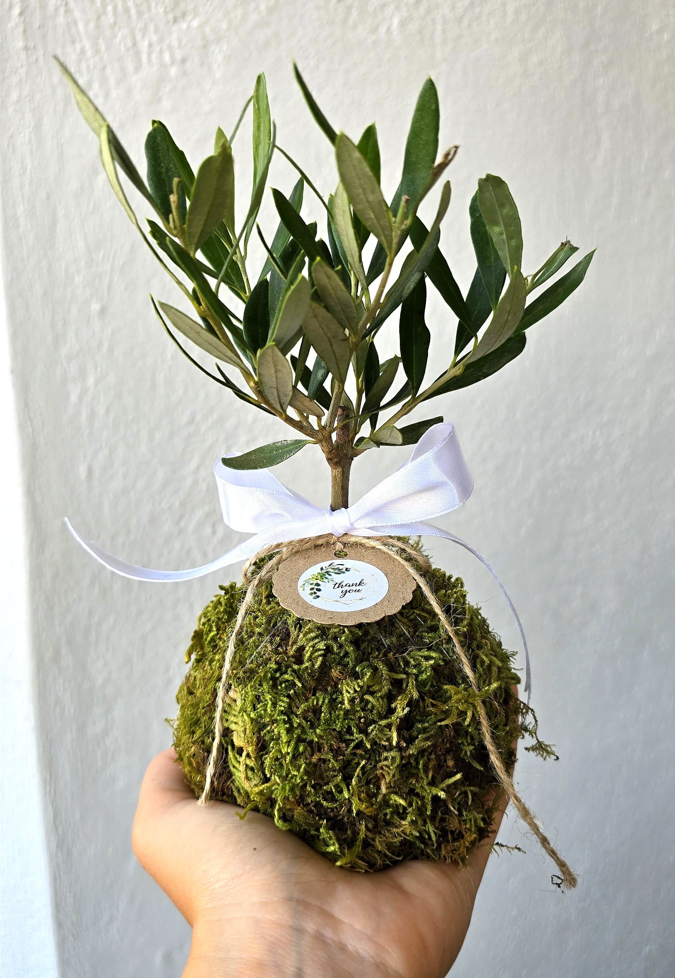 Kokedama di Ulivo - Olea Europea