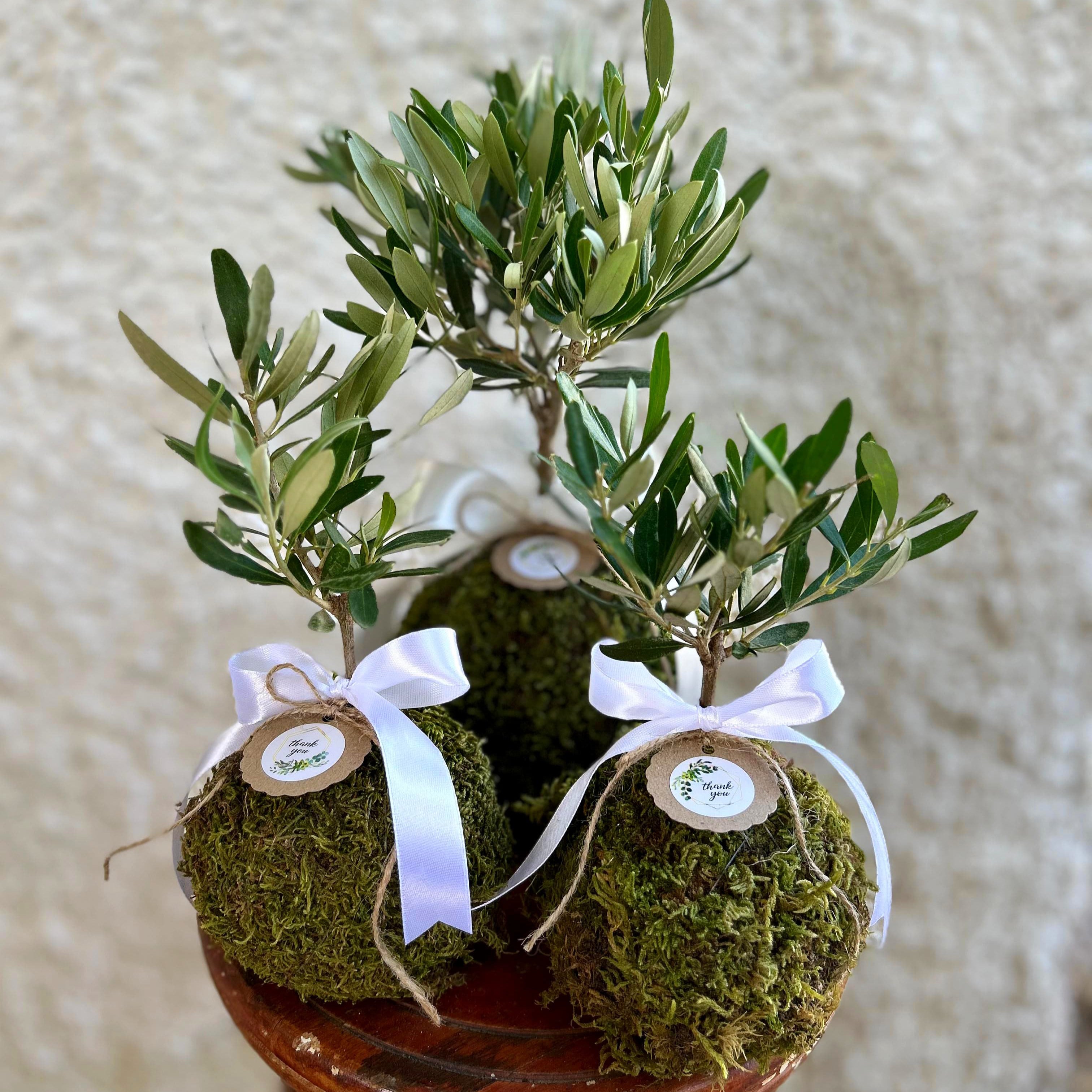 Kokedama di Ulivo - Olea Europea