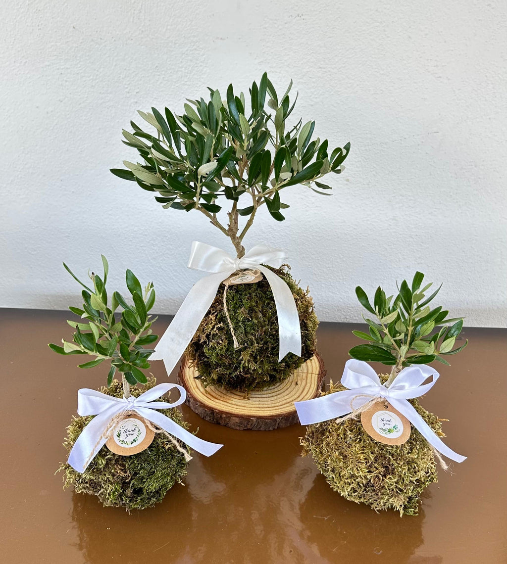 Kokedama di Ulivo - Olea Europea