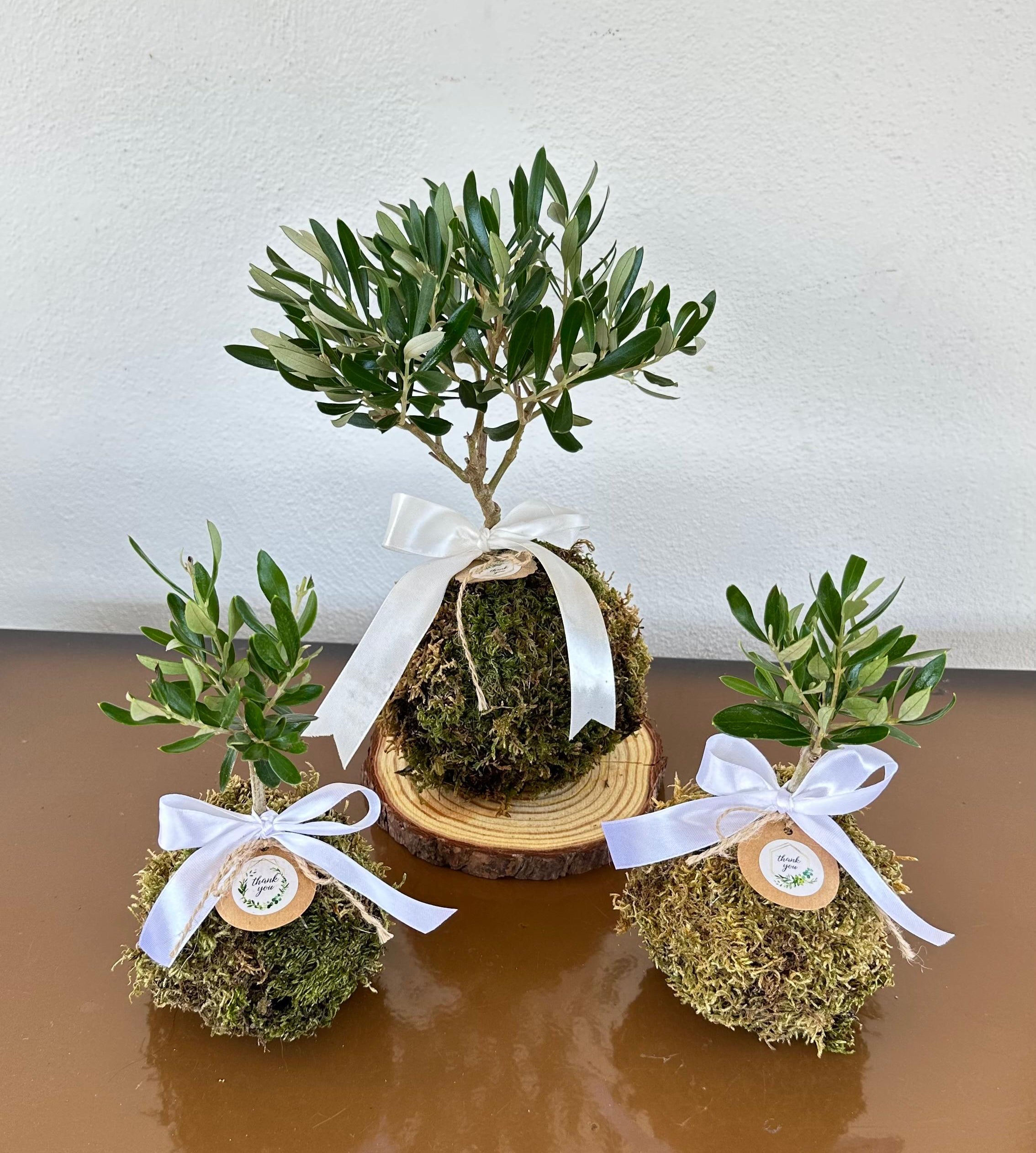 Kokedama di Ulivo - Olea Europea
