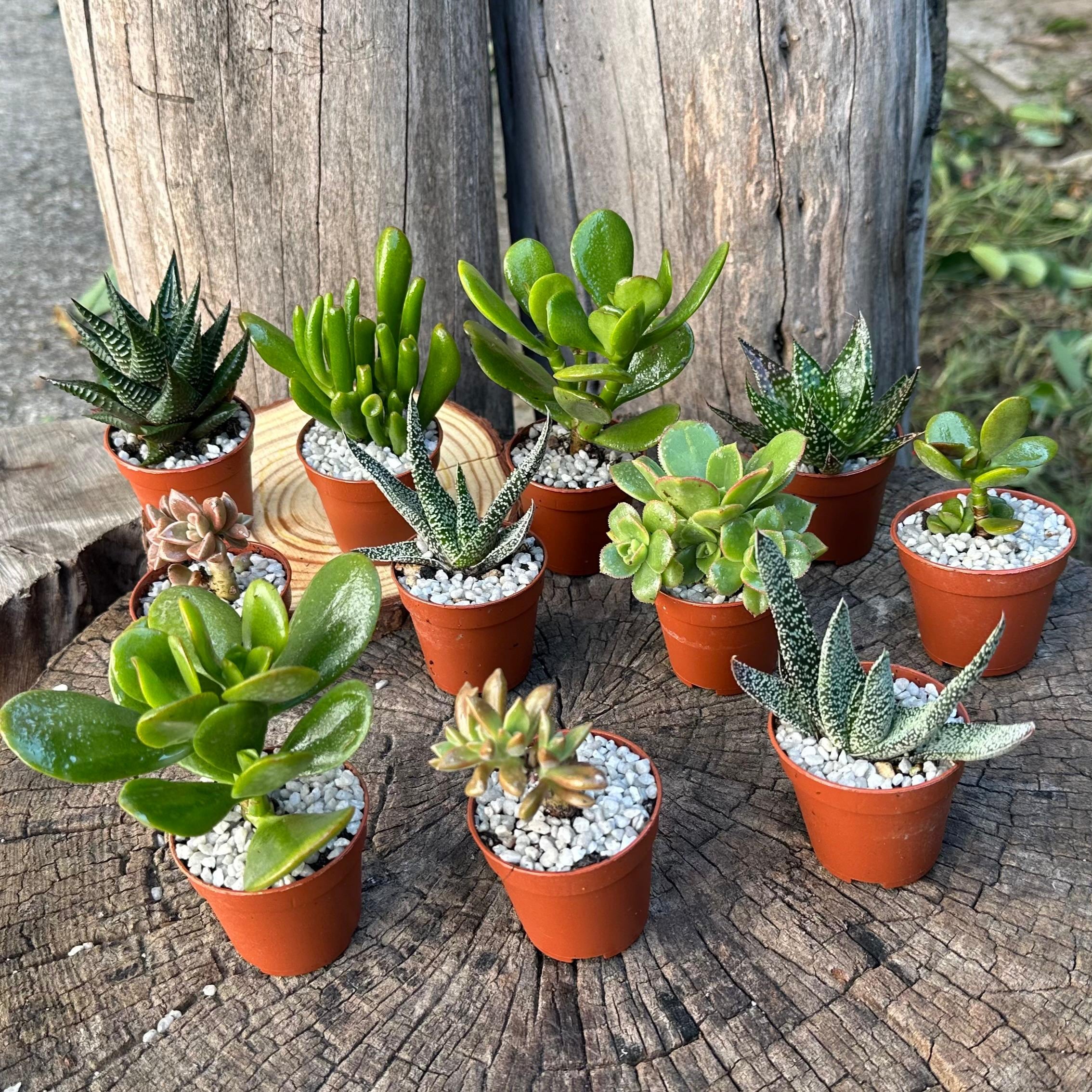 Set mini piante grasse vere