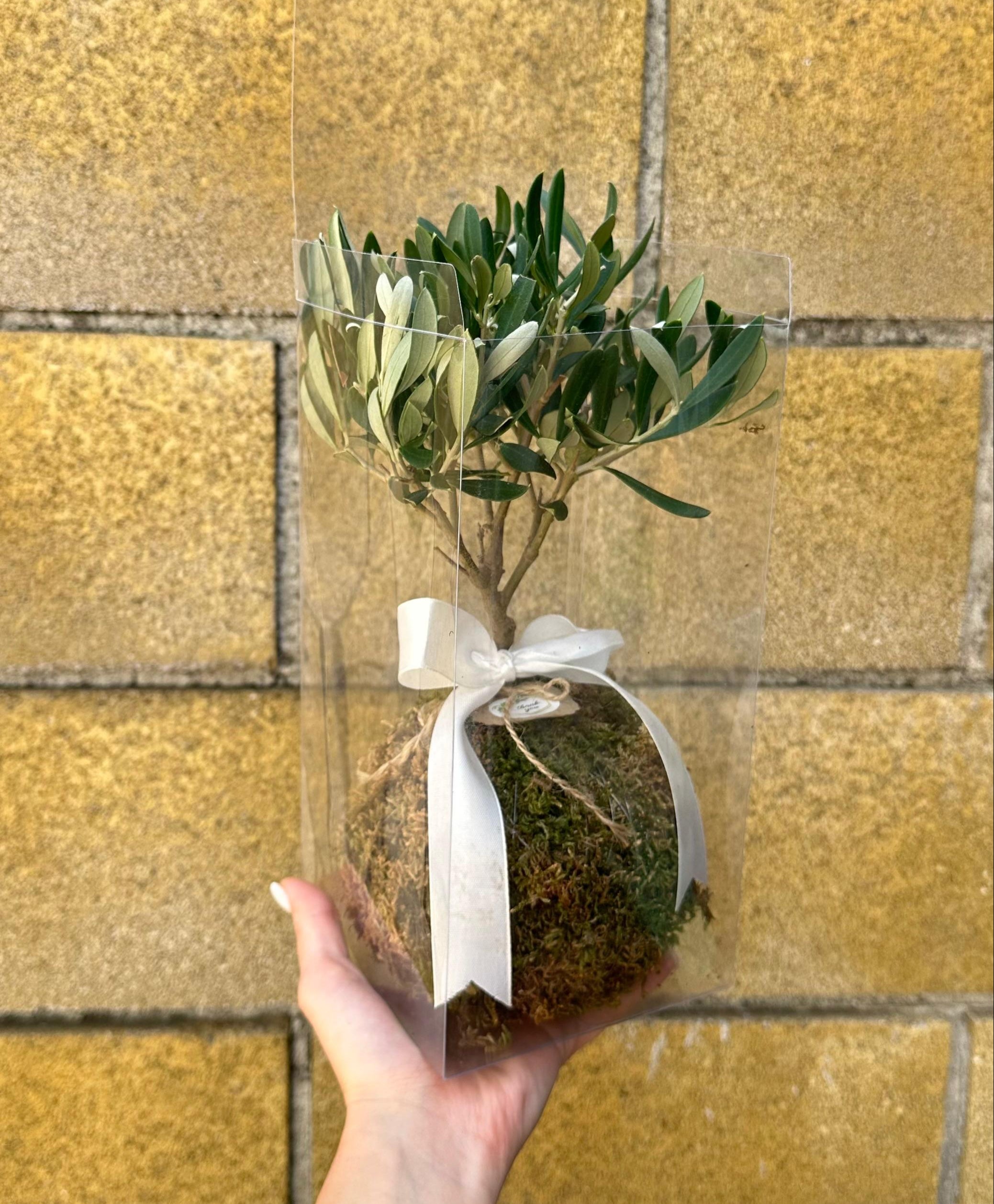 Kokedama di Ulivo - Olea Europea