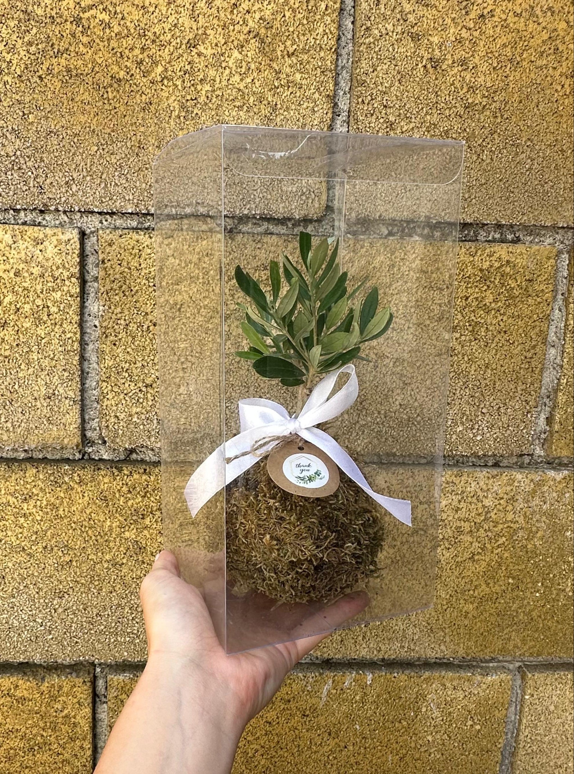 Kokedama di Ulivo - Olea Europea