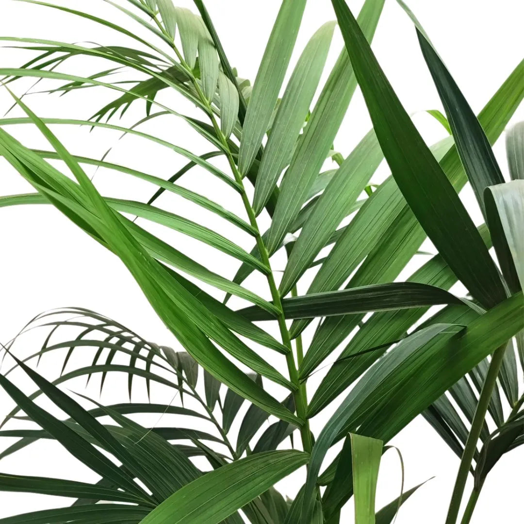 Kentia in vaso 26 cm