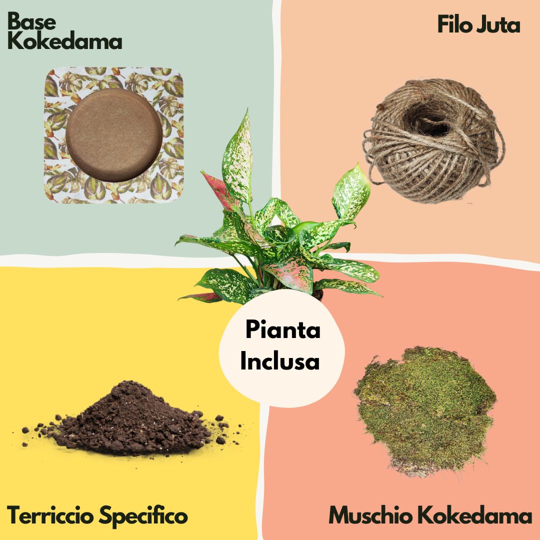 Kit Kokedama Fai da te Aglaonema Pink Tutto incluso