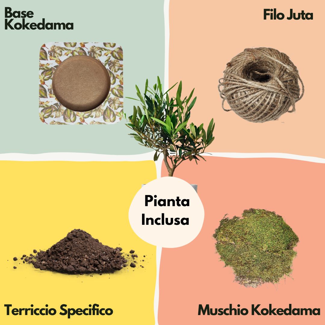 Kit Kokedama Fai da te olivo bonsai Tutto incluso
