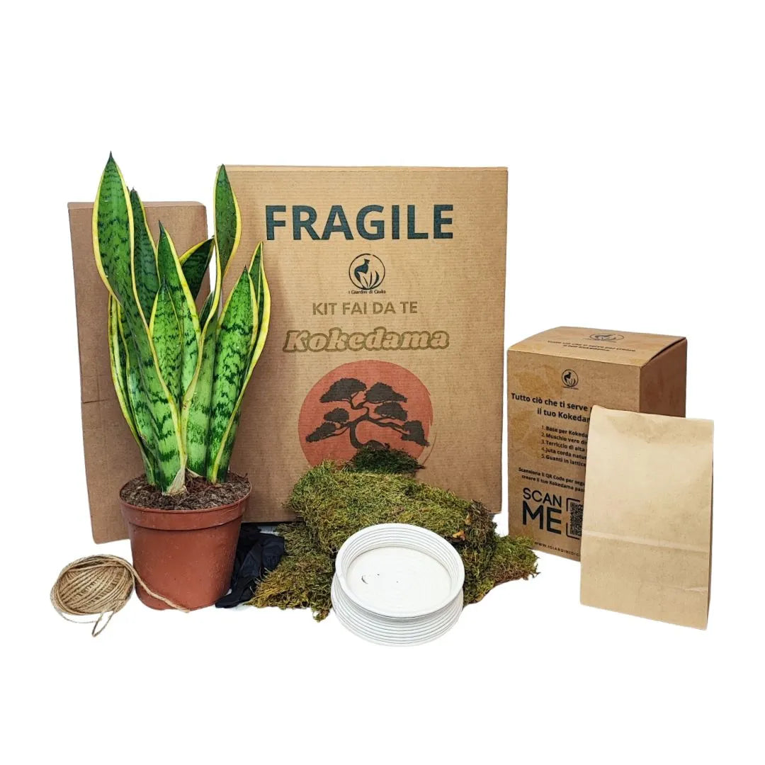 Kit Kokedama Fai da te Sansevieria Laurentii Tutto incluso