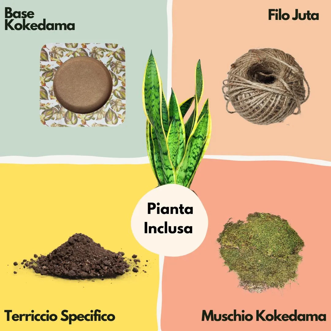 Kit Kokedama Fai da te Sansevieria Laurentii Tutto incluso