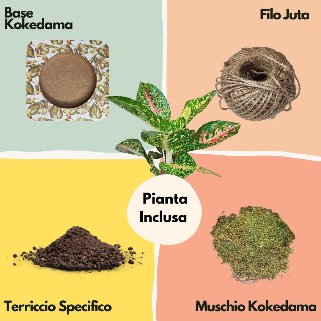 Kit Kokedama Fai da te Aglaonema Red Uniame Tutto incluso