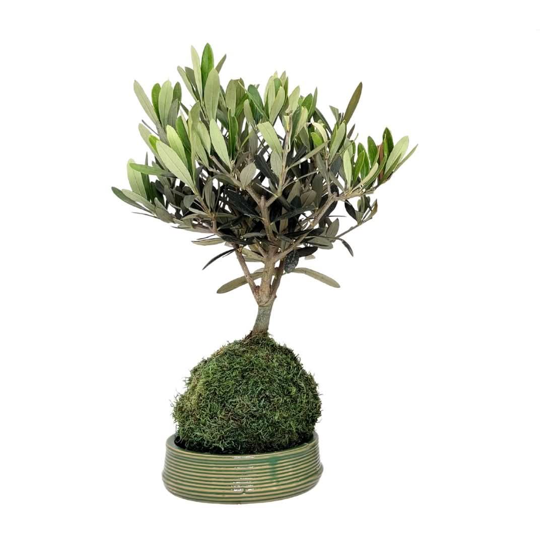 Kit Kokedama Fai da te olivo bonsai Tutto incluso