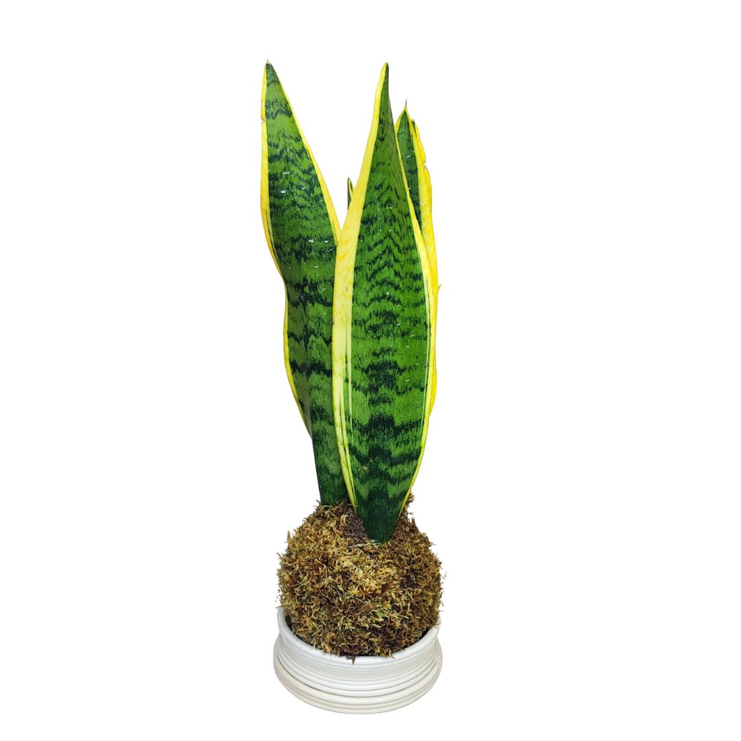 Kit Kokedama Fai da te Sansevieria Laurentii Tutto incluso