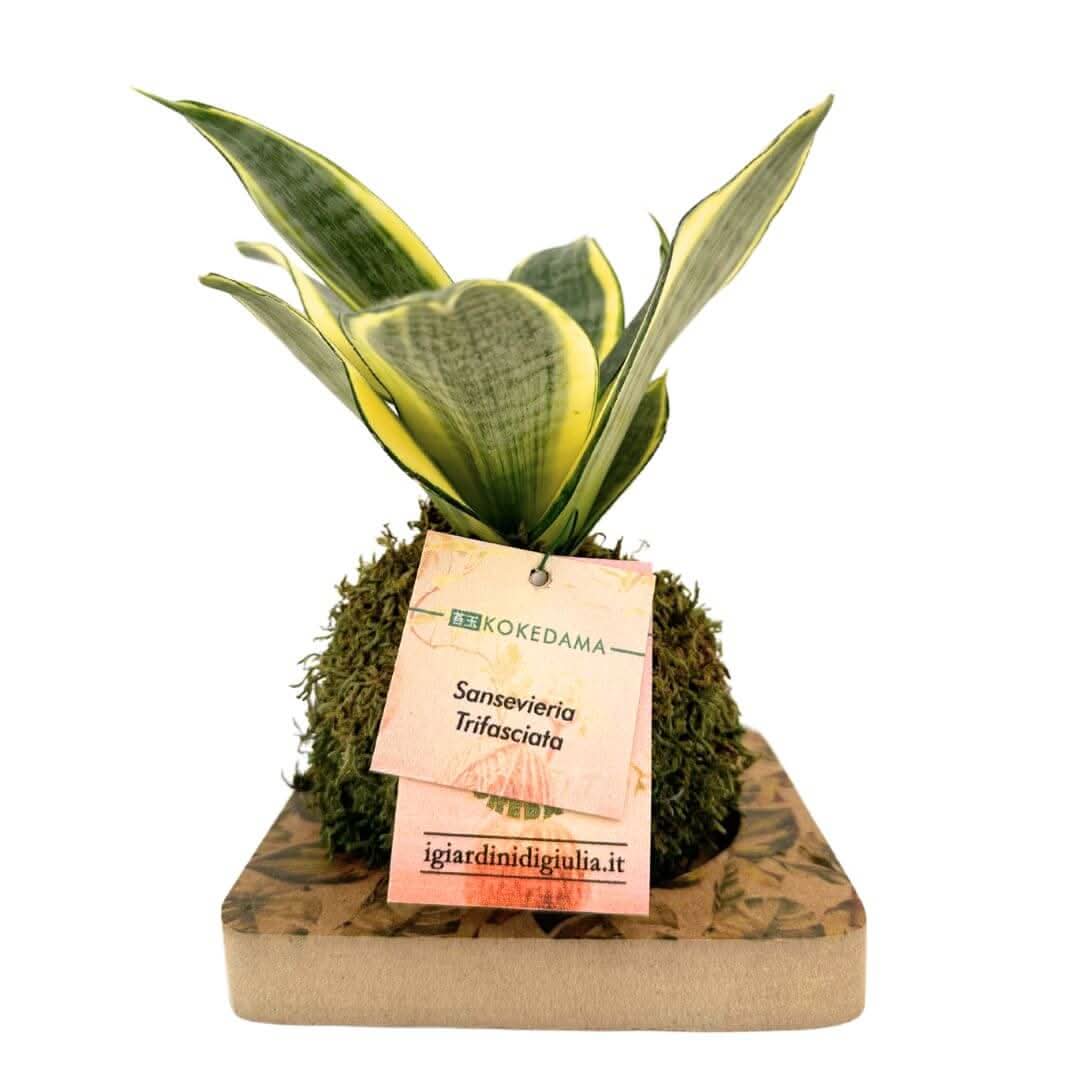 Kokedama Sansevieria