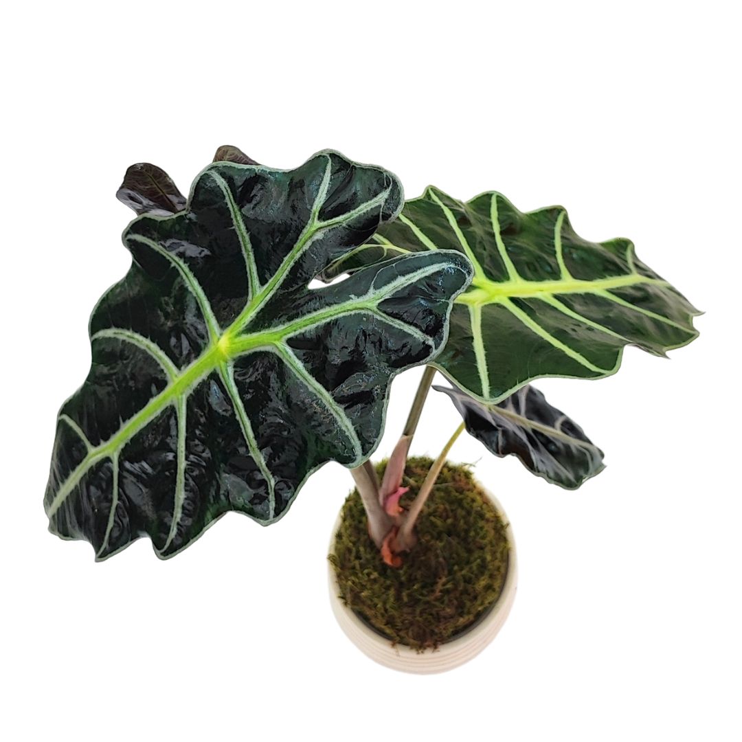 Kokedama Alocasia polly
