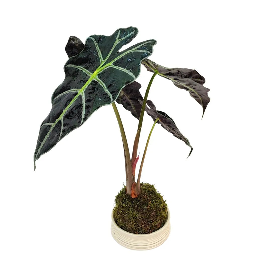 Kokedama Alocasia polly