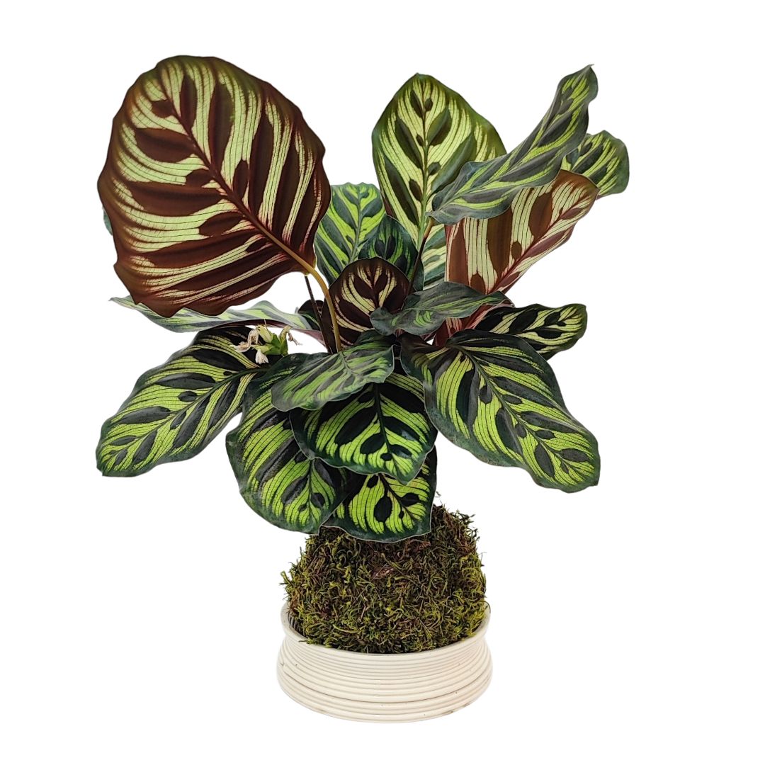 Kokedama calathea makoyana