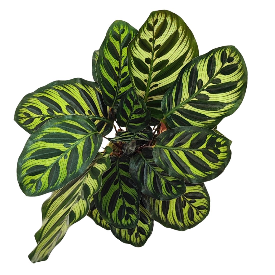 Kokedama calathea makoyana