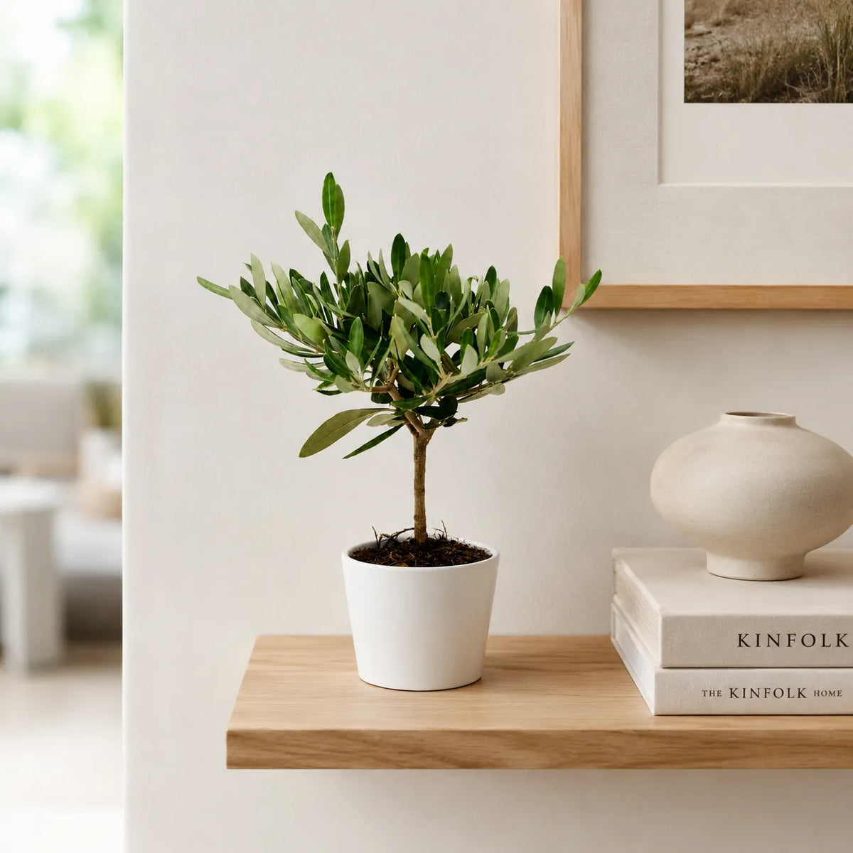 Mini Bonsai Olivo in vaso ceramica Bianco